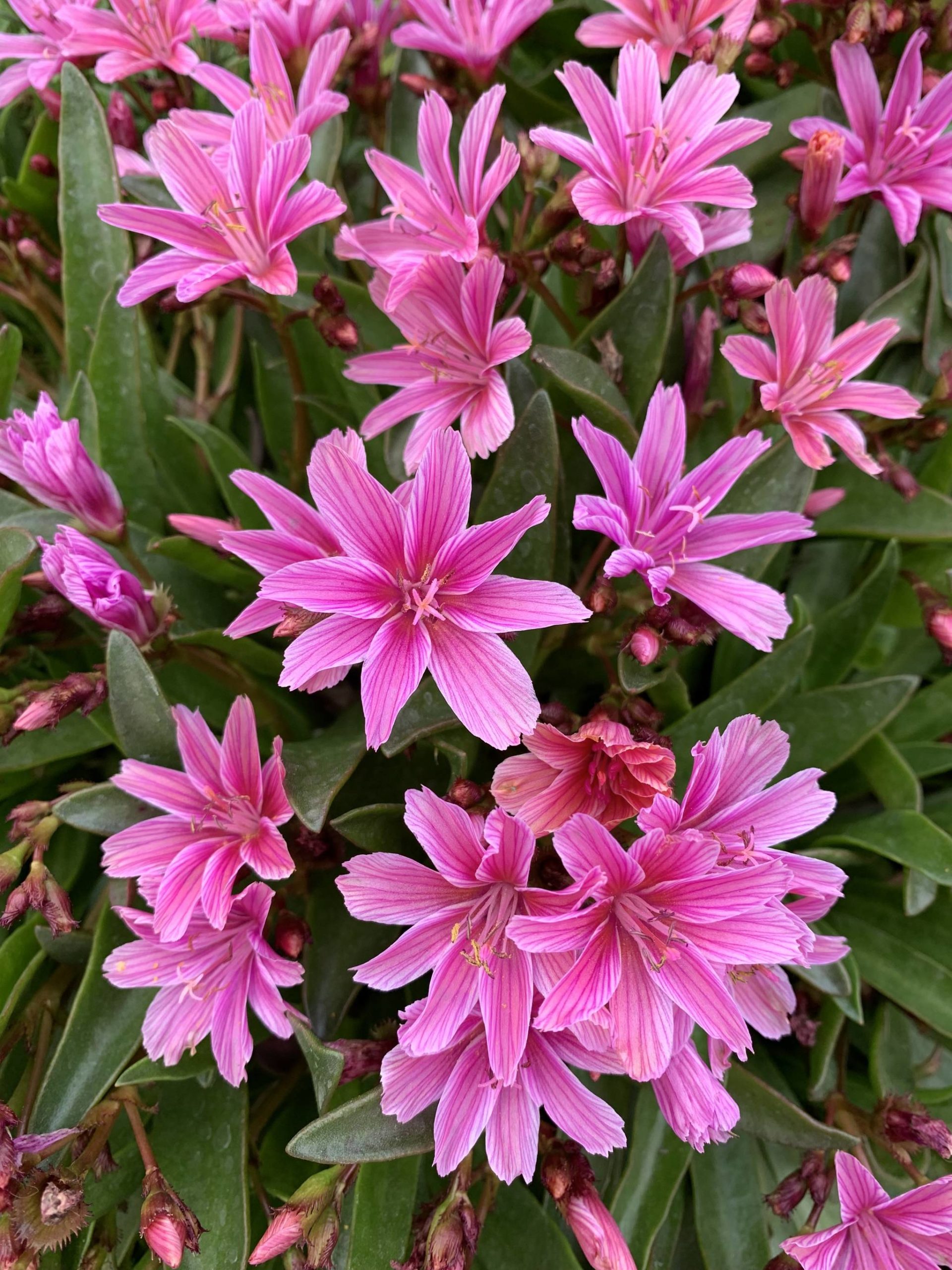 The lewisia is better in a rock garden but it has found a spot it loves and thrives, thankfully. (Photo by Rosemary Fitzpatrick)