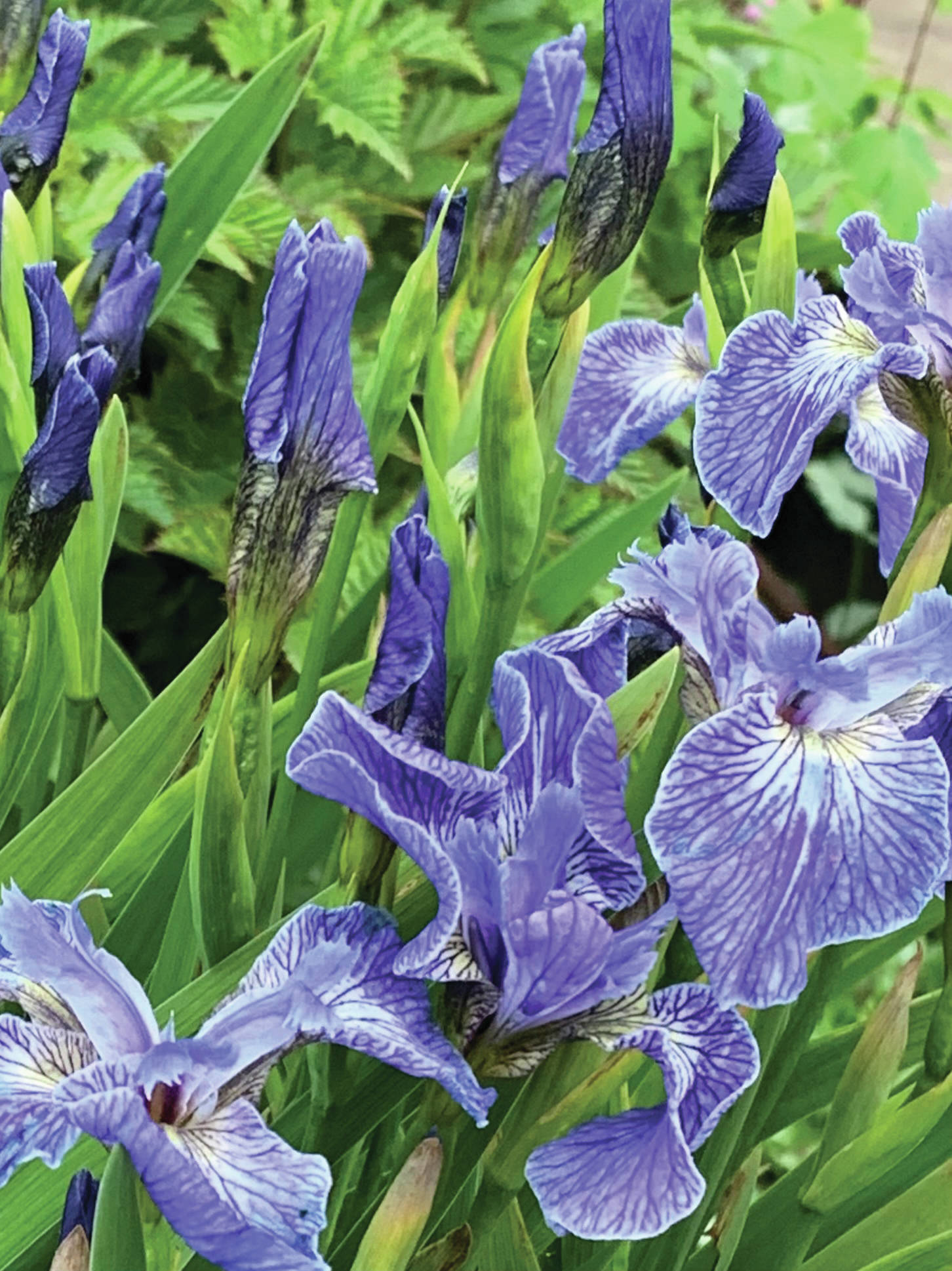 Our native iris setosa making the most of a boggy area. (Photo by Rosemary Fitzpatrick)
