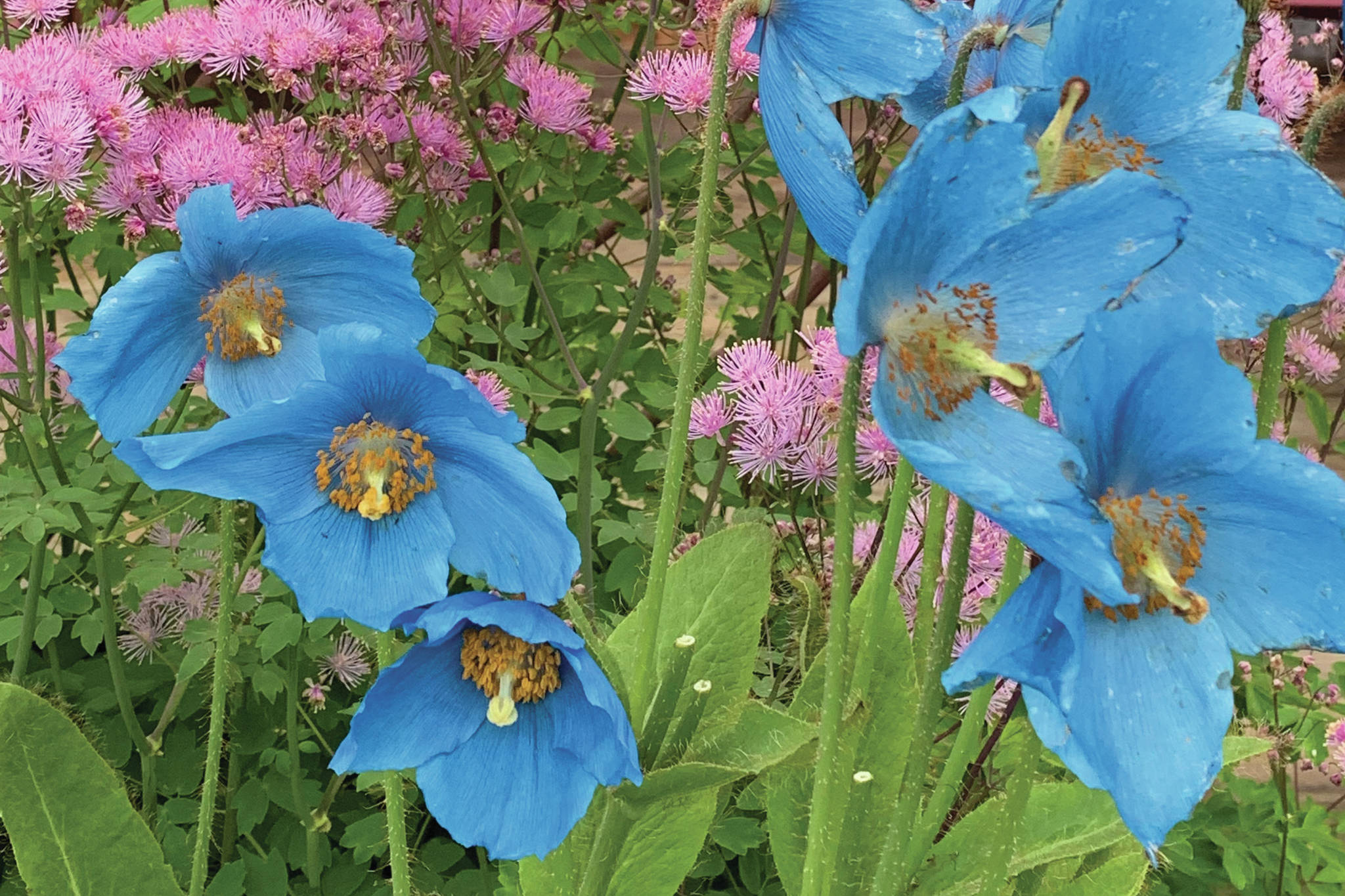 Thalictrum (meadow rue) and meconopsis poppies offer a bright note in the back of an early border. (Photo by Rosemary Fitzpatrick)