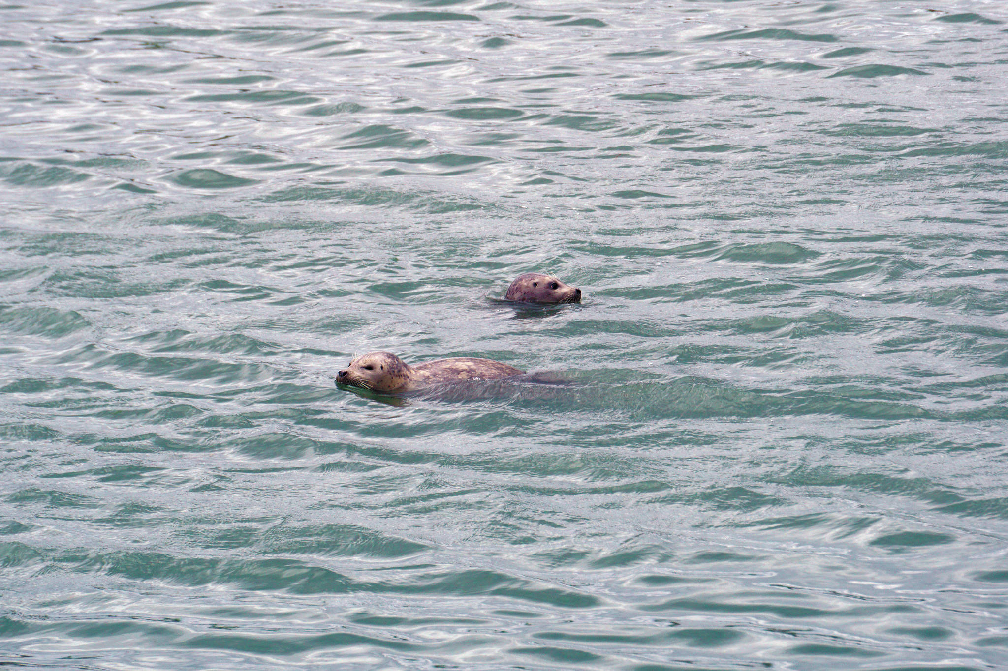Two seals swim in the Nick Dudiak Fishing Lagoon on June 24, 2021, in Homer, Alaska. Seals sometimes will take salmon caught by fishermen at the popular fishing spot. (Photo by Michael Armstrong/Homer News)
