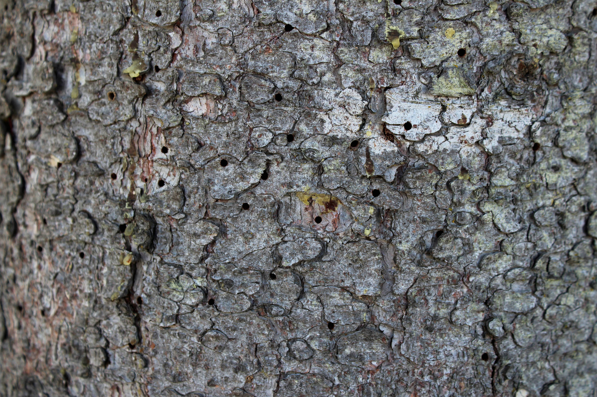 Holes are seen in the bark of a spruce tree outside of the Kenai Post Office on Friday, July 2, 2021 in Kenai, Alaska. (Ashlyn O’Hara/Peninsula Clarion)