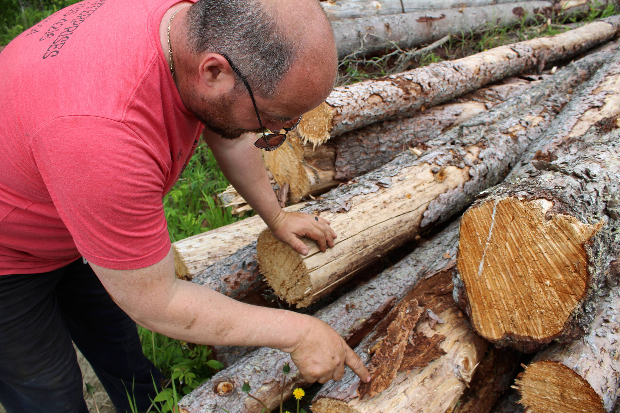 Walt Blauvelt identifies spruce bark beetles on a piece of bark taken from logs stacked near the Central Peninsula Landfill on Thursday, July 1, 2021 near Soldotna, Alaska. (Ashlyn O’Hara/Peninsula Clarion)