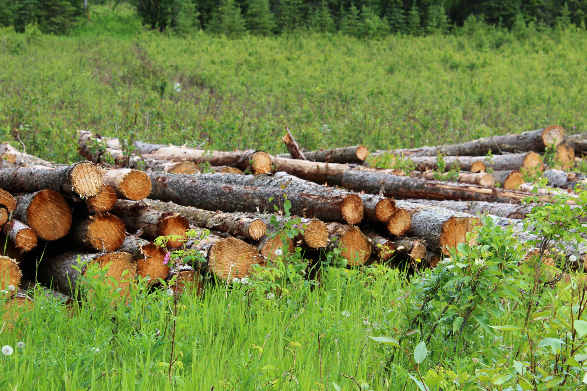 Logs are stacked near the Central Peninsula Landfill on Thursday, July 1, 2021 near Soldotna, Alaska. (Ashlyn O’Hara/Peninsula Clarion)