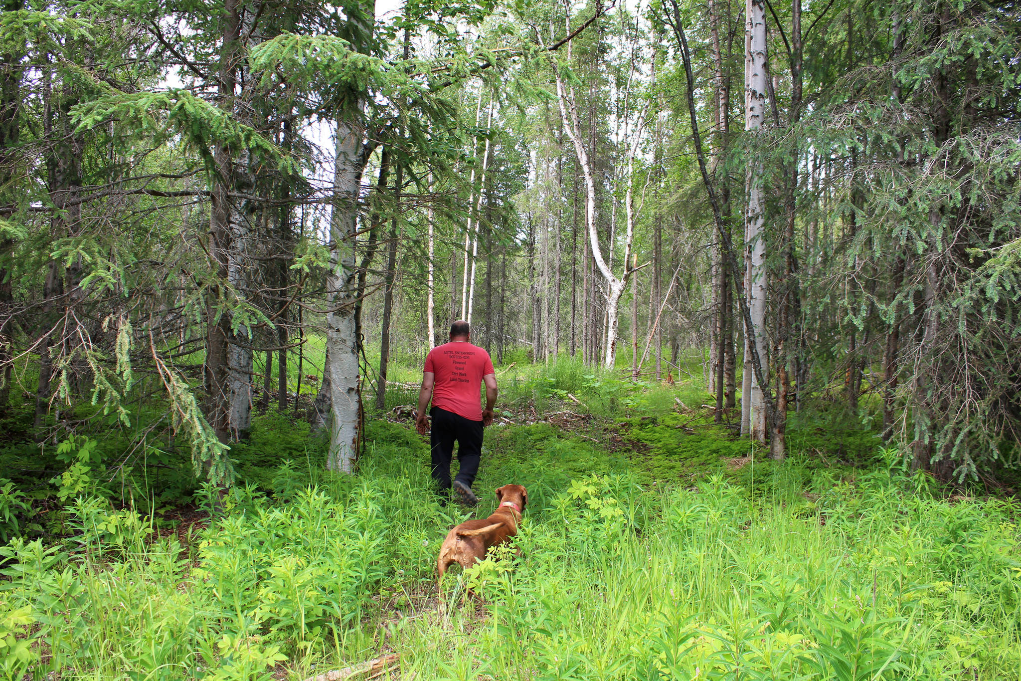 Walt Blauvelt and his dog Goldie walk through trees near the Central Peninsula Landfill on Thursday, July 1, 2021 near Soldotna, Alaska. (Ashlyn O’Hara/Peninsula Clarion)