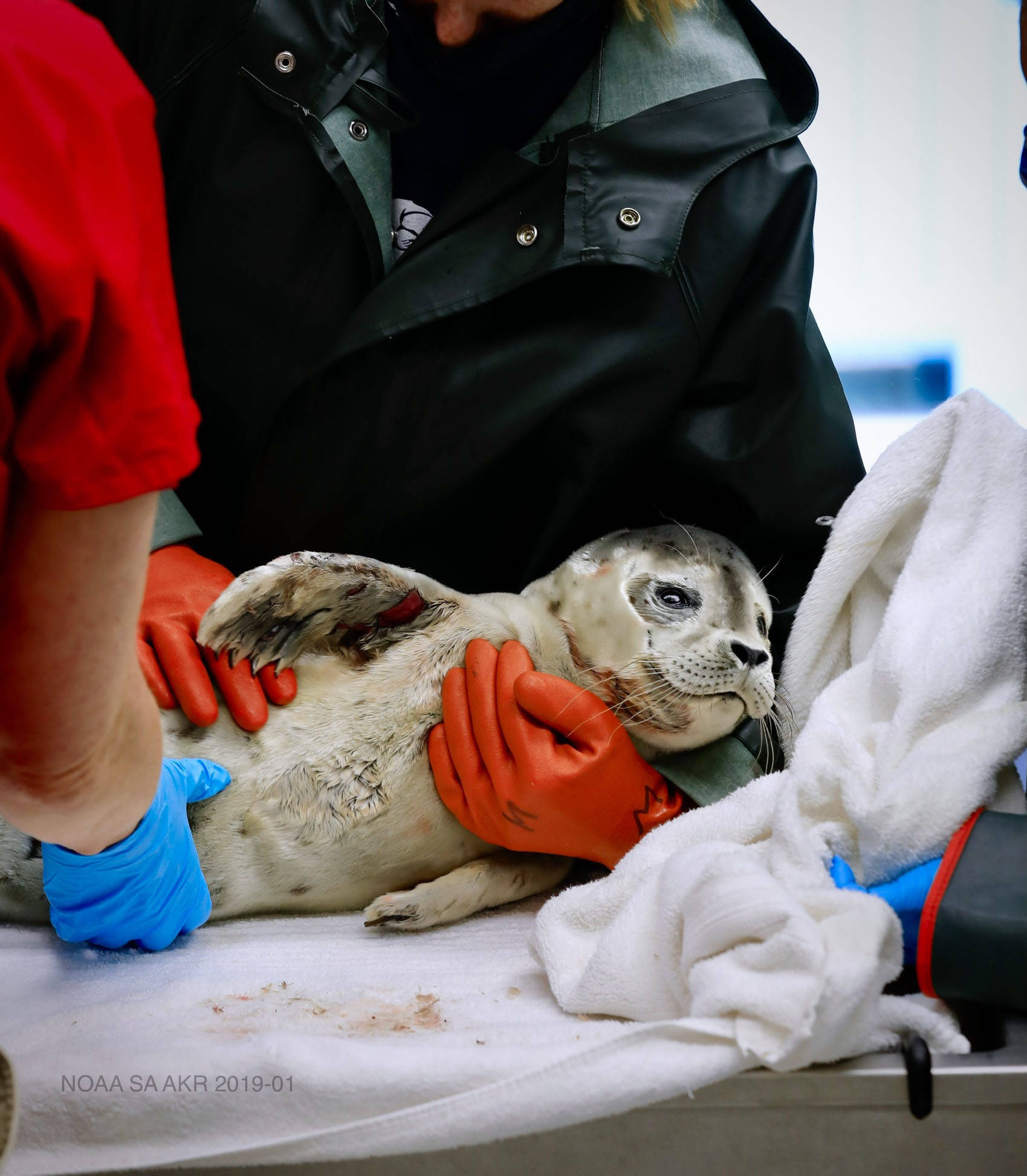 Rescuers assist an injured harbor seal pup on July 4, 2021. The pup was spotted in Resurrection Bay and taken to the Alaska SeaLife Center. (Photo courtesy the Alaska SeaLife Center)