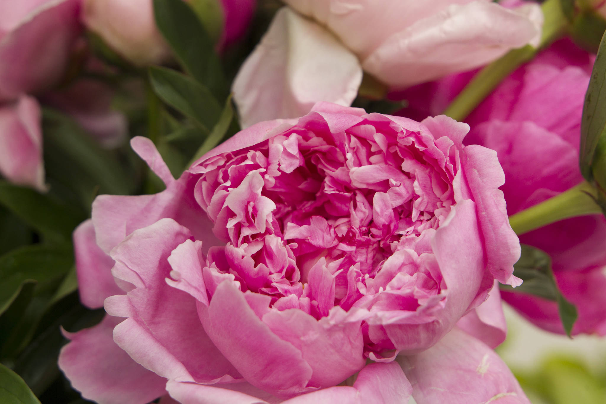 The Alaska Beautiful Peony farm hosted a tour and bouquet class as a part of the second annual Homer Peony Celebration. (Photo by Sarah Knapp/Homer News)