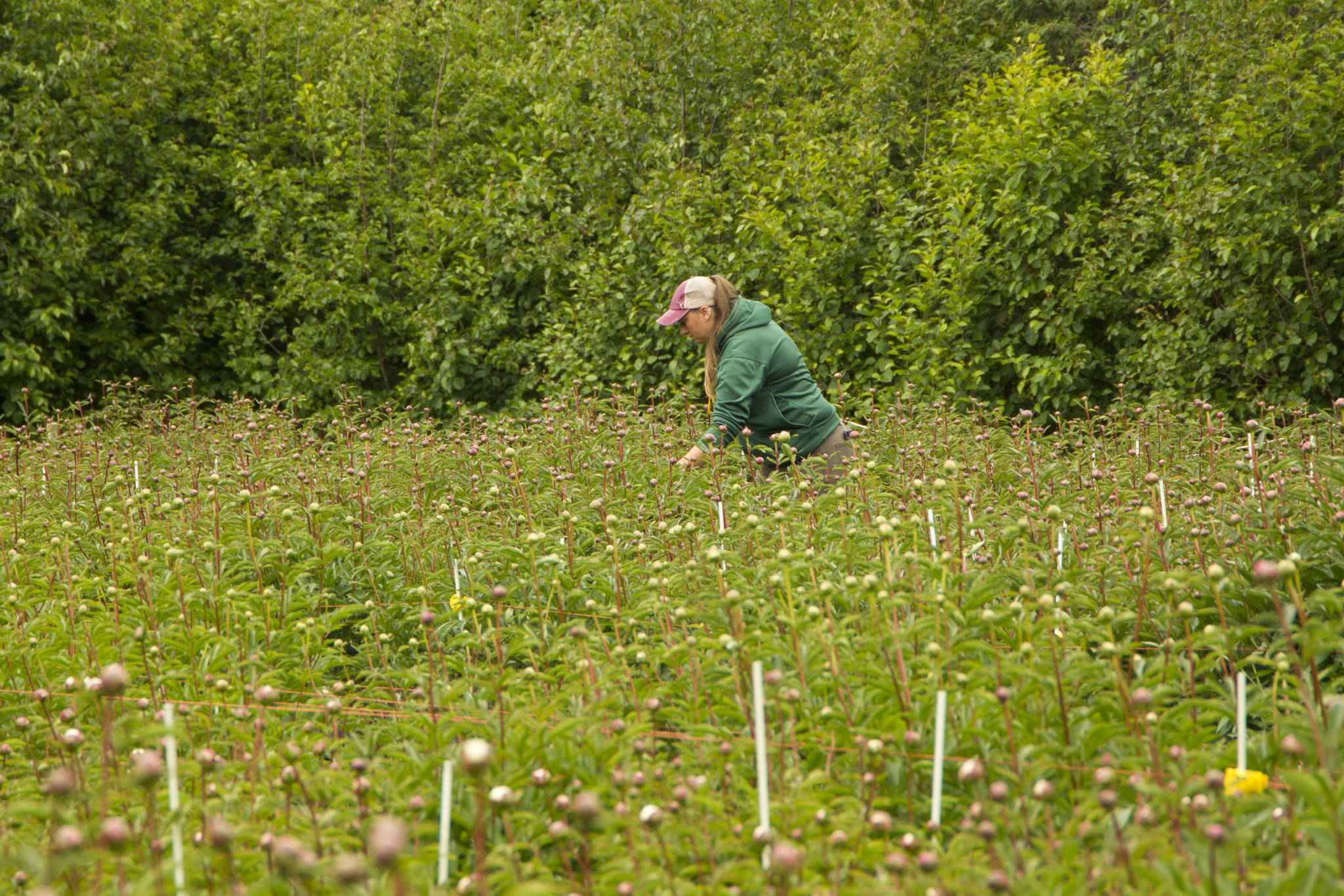An employee of Alaska Perfect Peony Farm tends to the budding peonies. Because of the cold temperatures this summer, the peonies are late to bloom. Photo by Sarah Knapp/Homer News