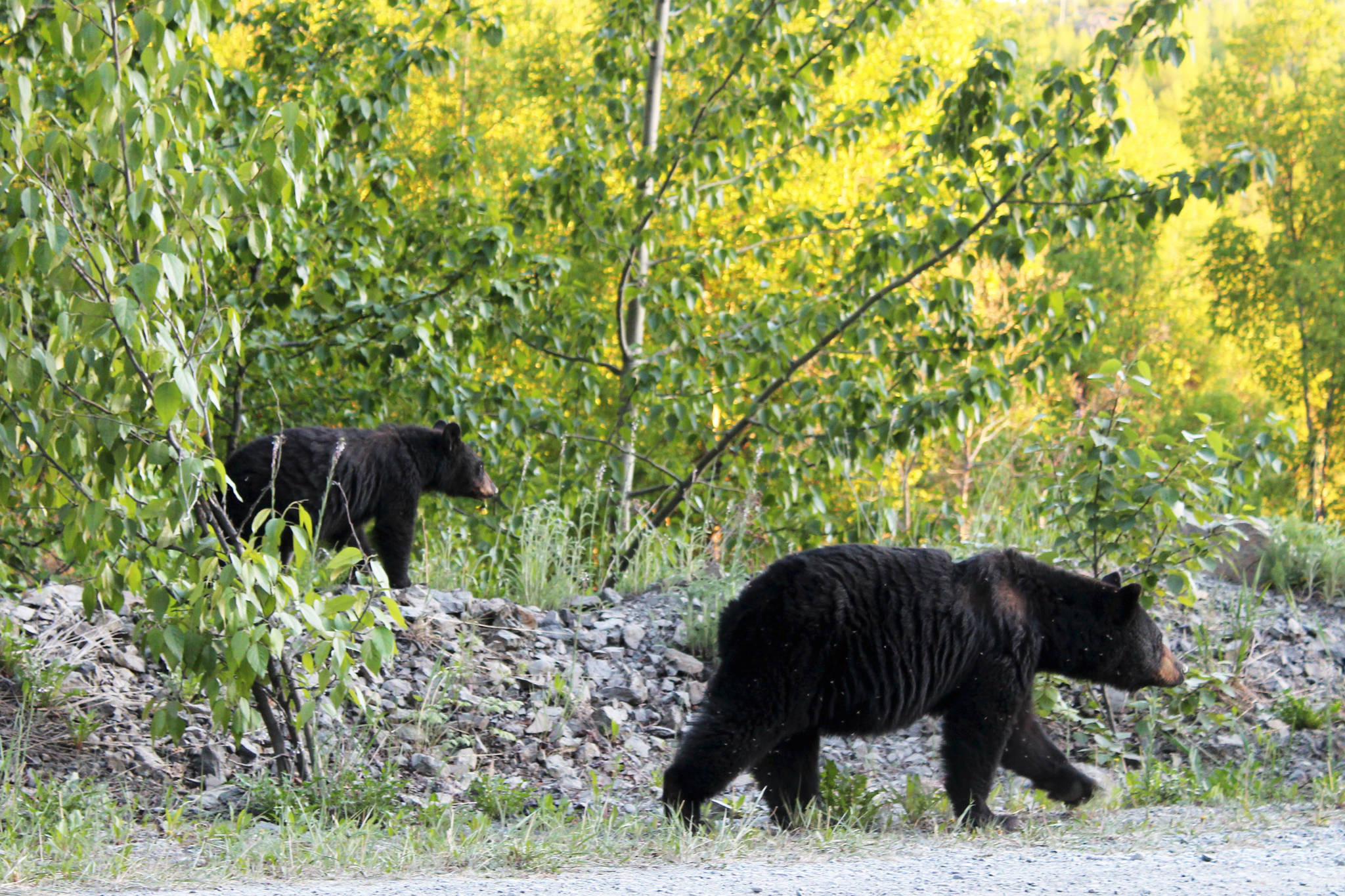 Bears walk along Skilak Lake Road on Monday, June 14, 2021 near Skilak Lake, Alaska. (Ashlyn O’Hara/Peninsula Clarion)
