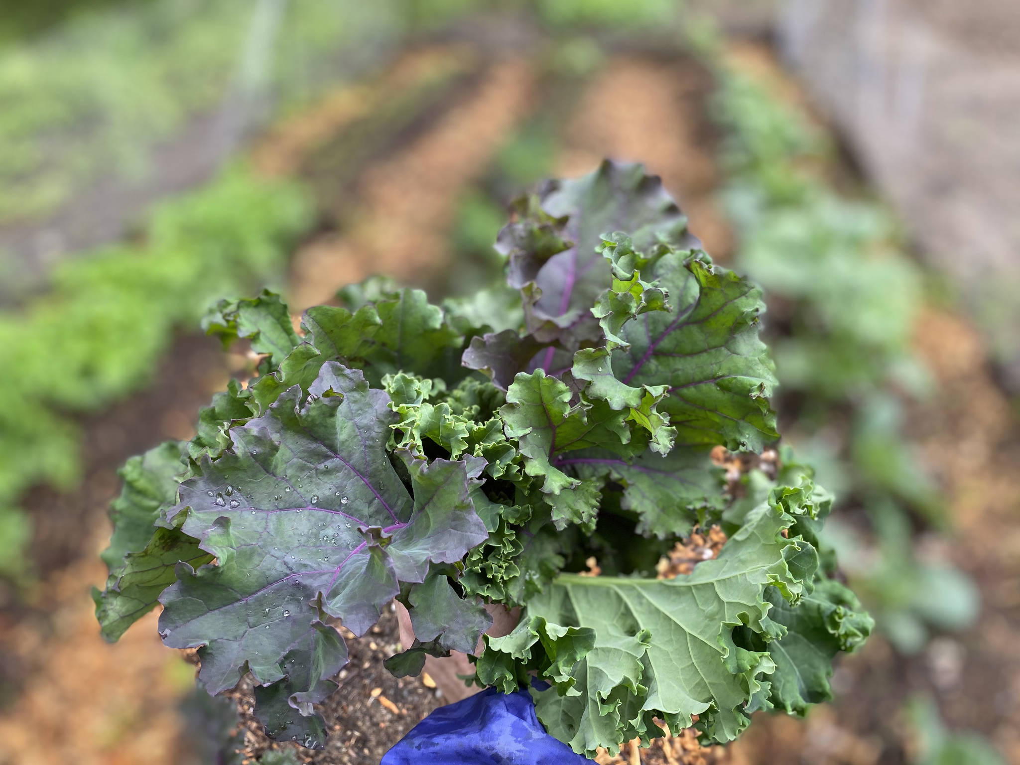 A handful of kale is harvested in Nikiski, Alaska, on July 10, 2021. (Photograph by Tressa Dale/Peninsula Clarion)