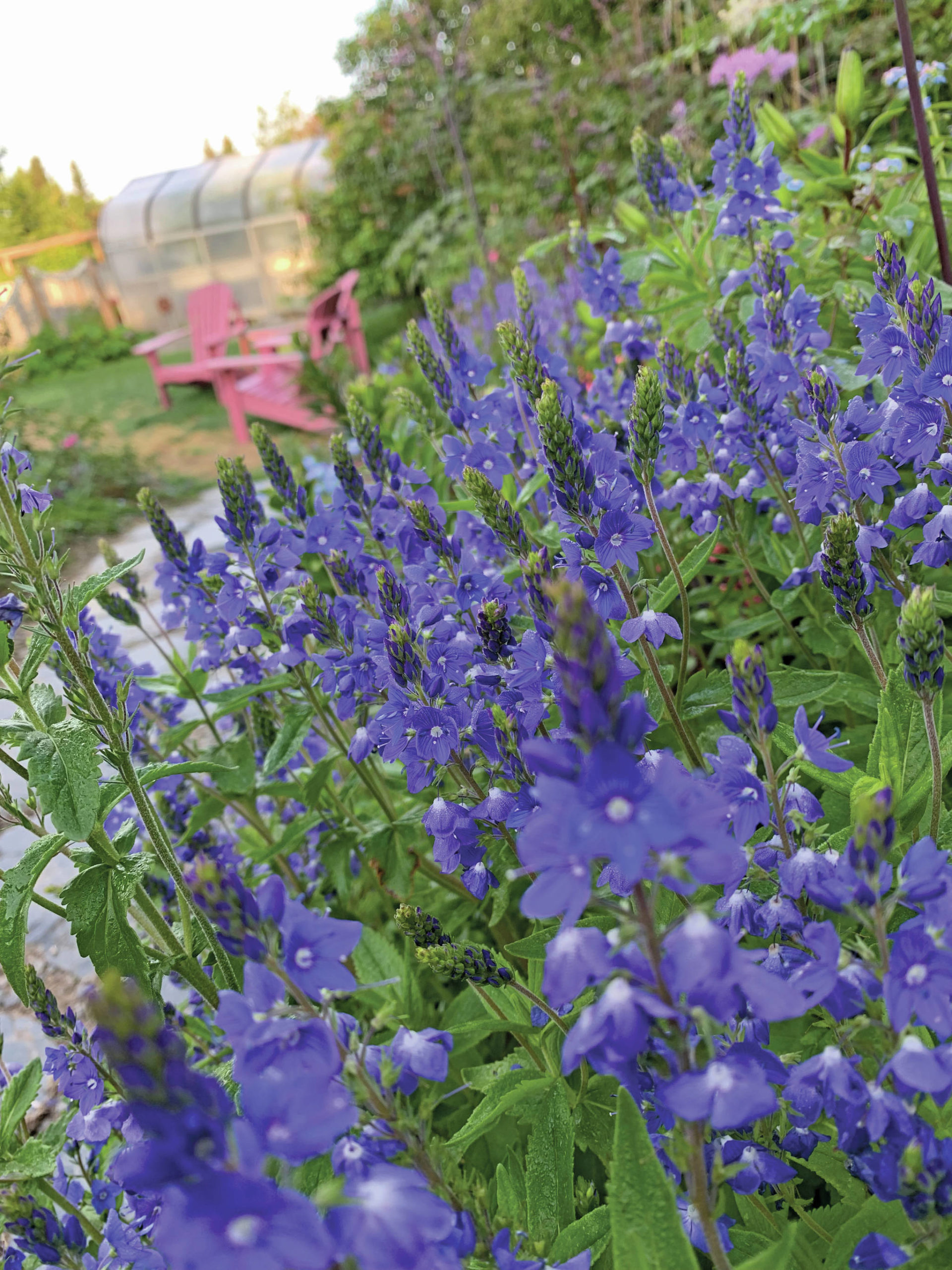 Veronica in full vibrant bloom is a welcome sight in the perennial border. (Photo by Rosemary Fitzpatrick)
