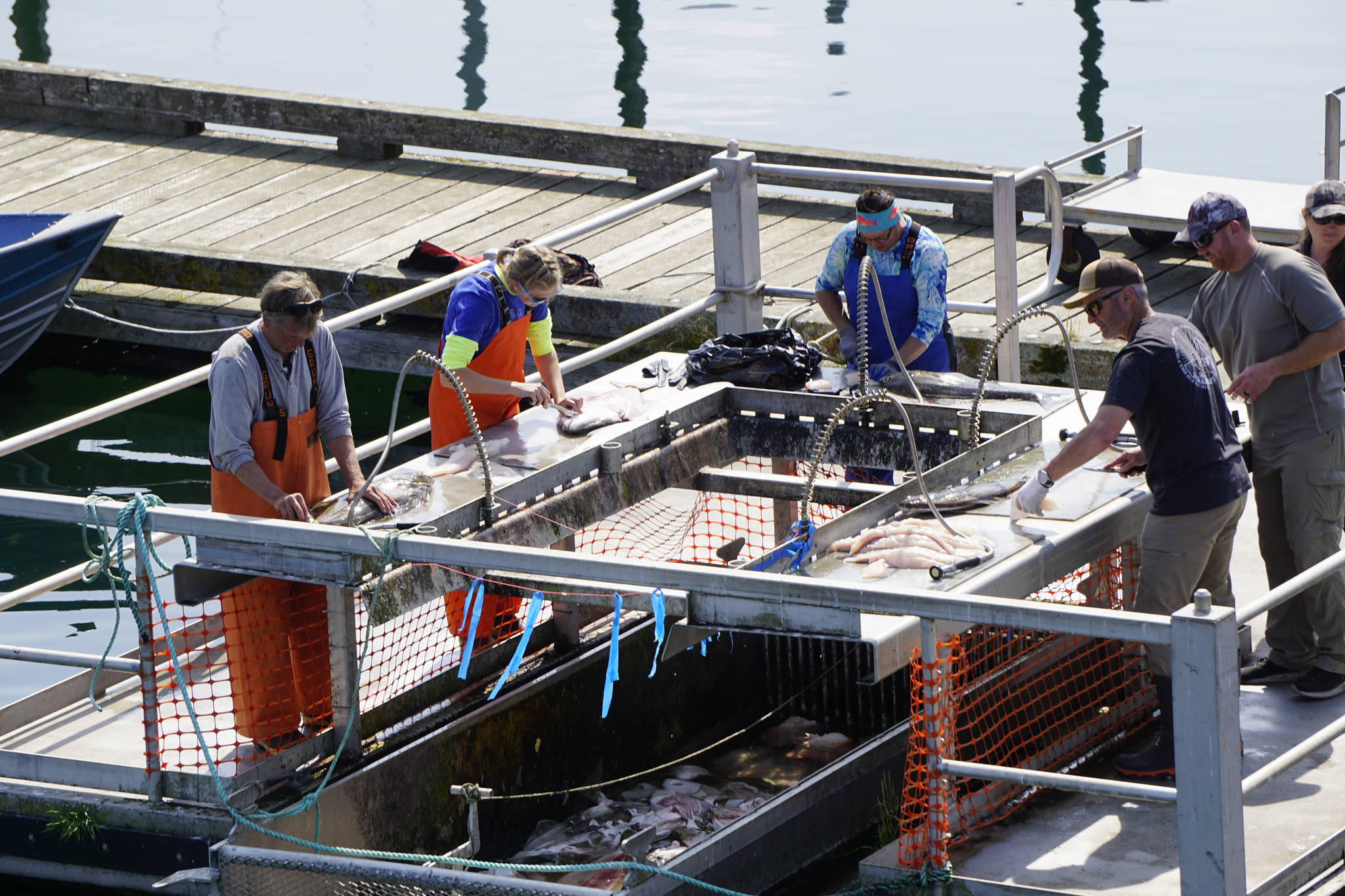 Anglers clean the day’s catch on Sunday, July 18, 2021, at the fish cleaning tables in the Seldovia harbor in Seldovia, Alaska. (Photo by Michael Armstrong/Homer News)