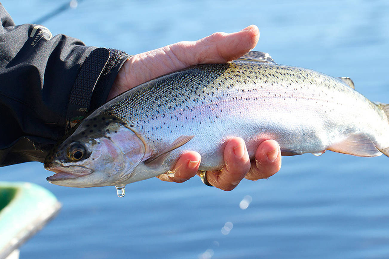 Rainbow trout caught in Lone Lake. (Mike Benbow, file)