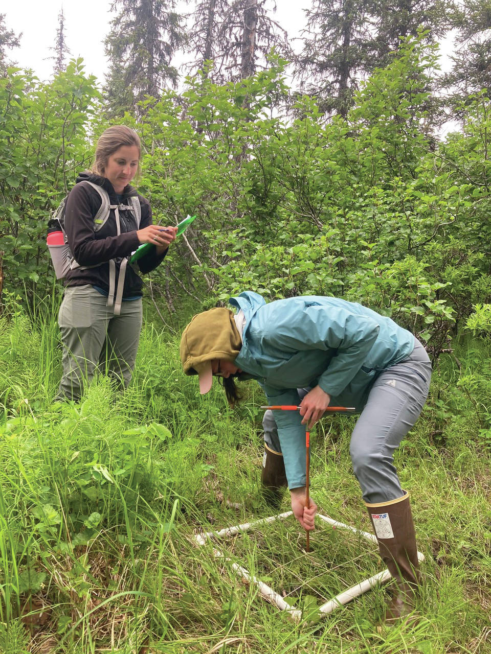 Kristin Armstrong, left, and Ashley Laukhuf, right, do grid surveys of vegetation earlier this month at Inspiration Ridge Preserve near Homer, Alaska. (Photo by Nina Faust)