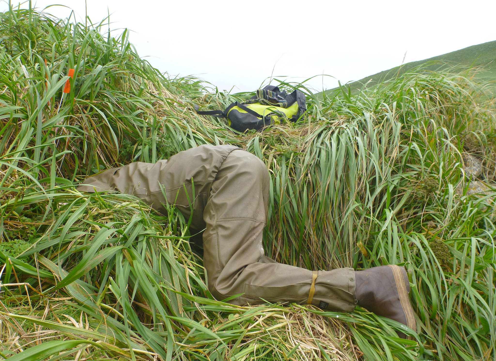 Biologist Daneil Rapp reaches way into a burrow to investigate its contents. (Photo by Sarah Youngren/USFWS)