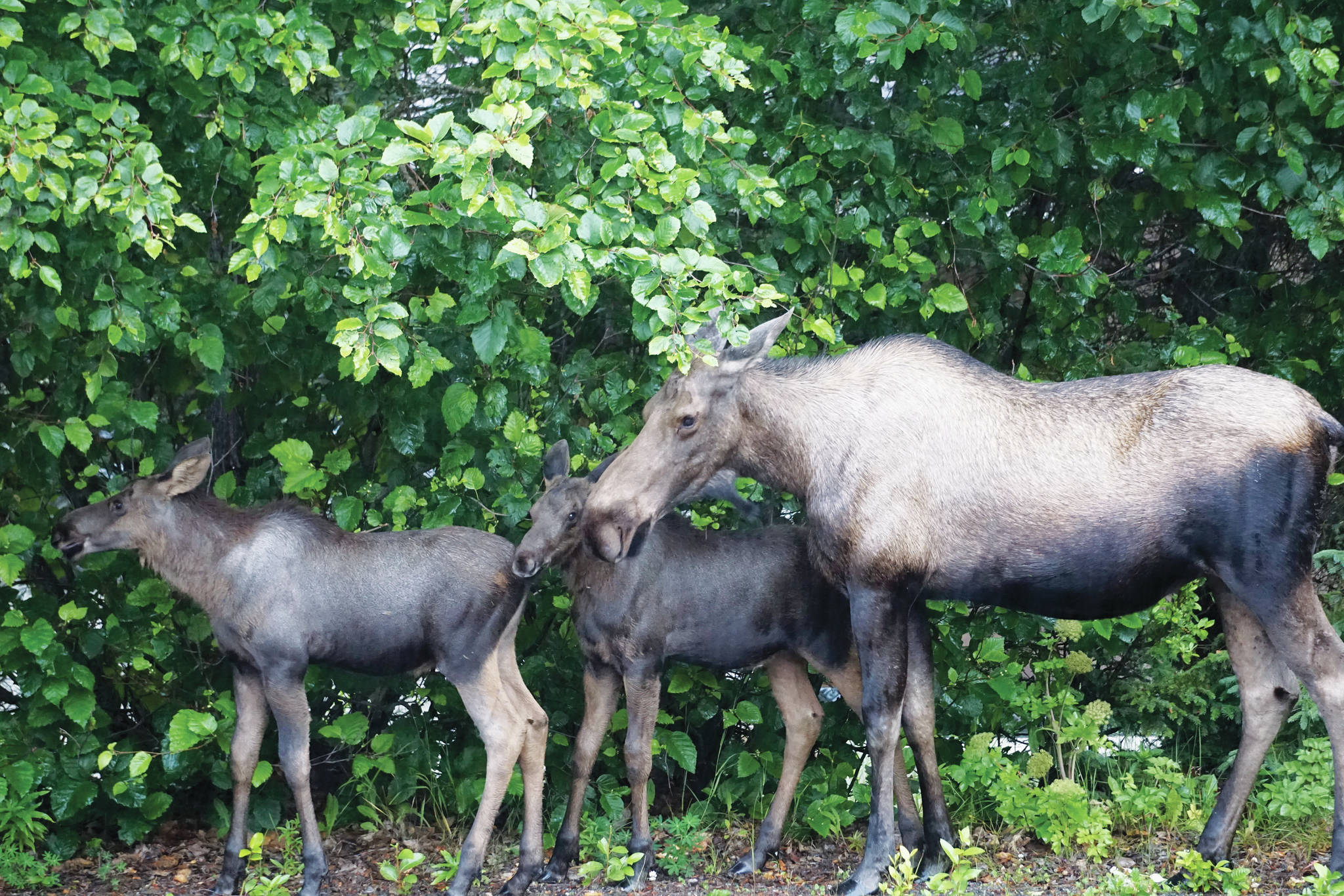 A cow moose and her two calves feed on alder bushes on Thursday, July 21, 2021, in the Homer News parking lot in Homer, Alaska. (Photo by Michael Armstrong/Homer News)