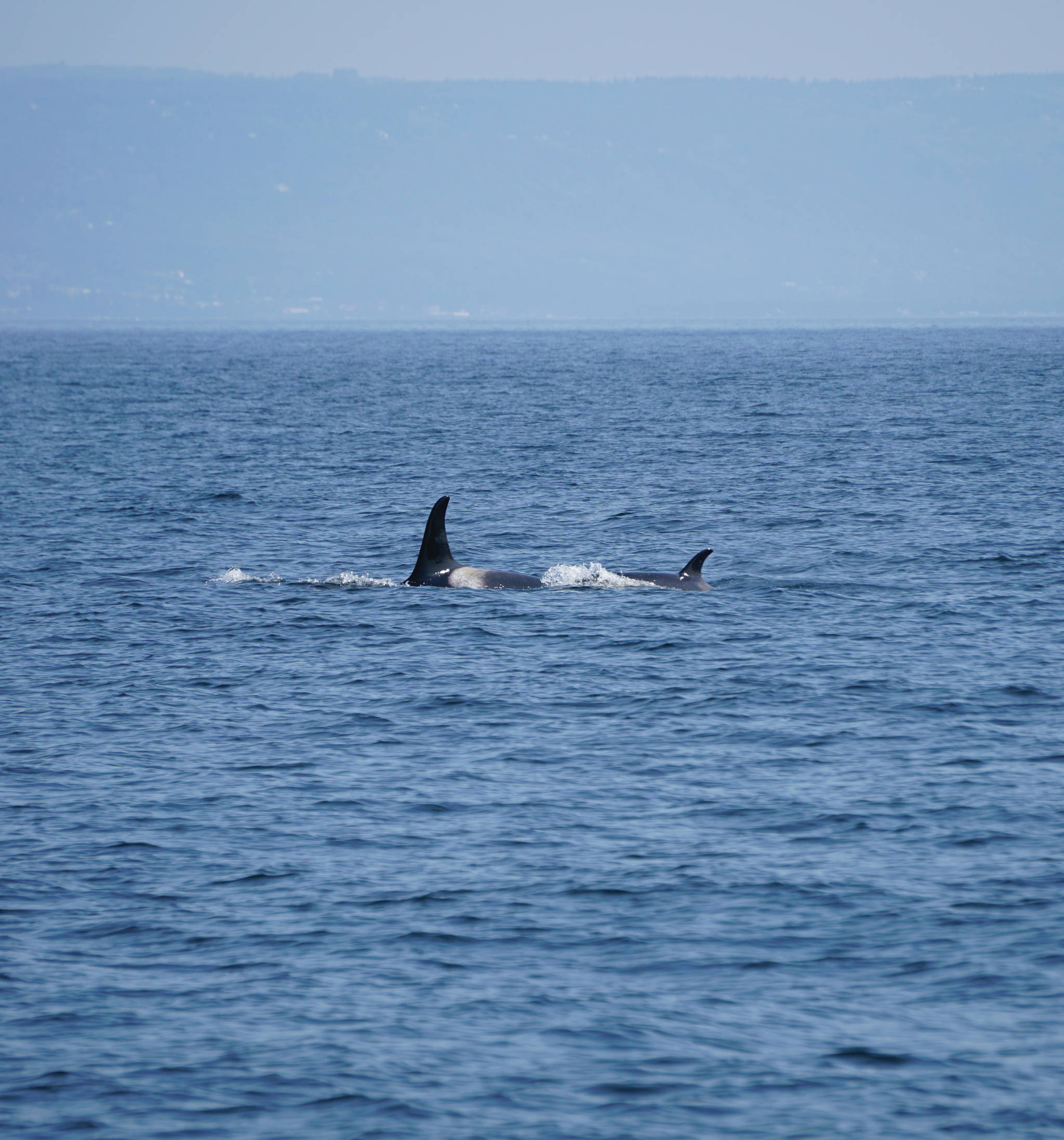 Two orca whales swims in Kachemak Bay on Sunday, July 18, 2021, near Seldovia, Alaska. (Photo by Michael Armstrong/Homer News)