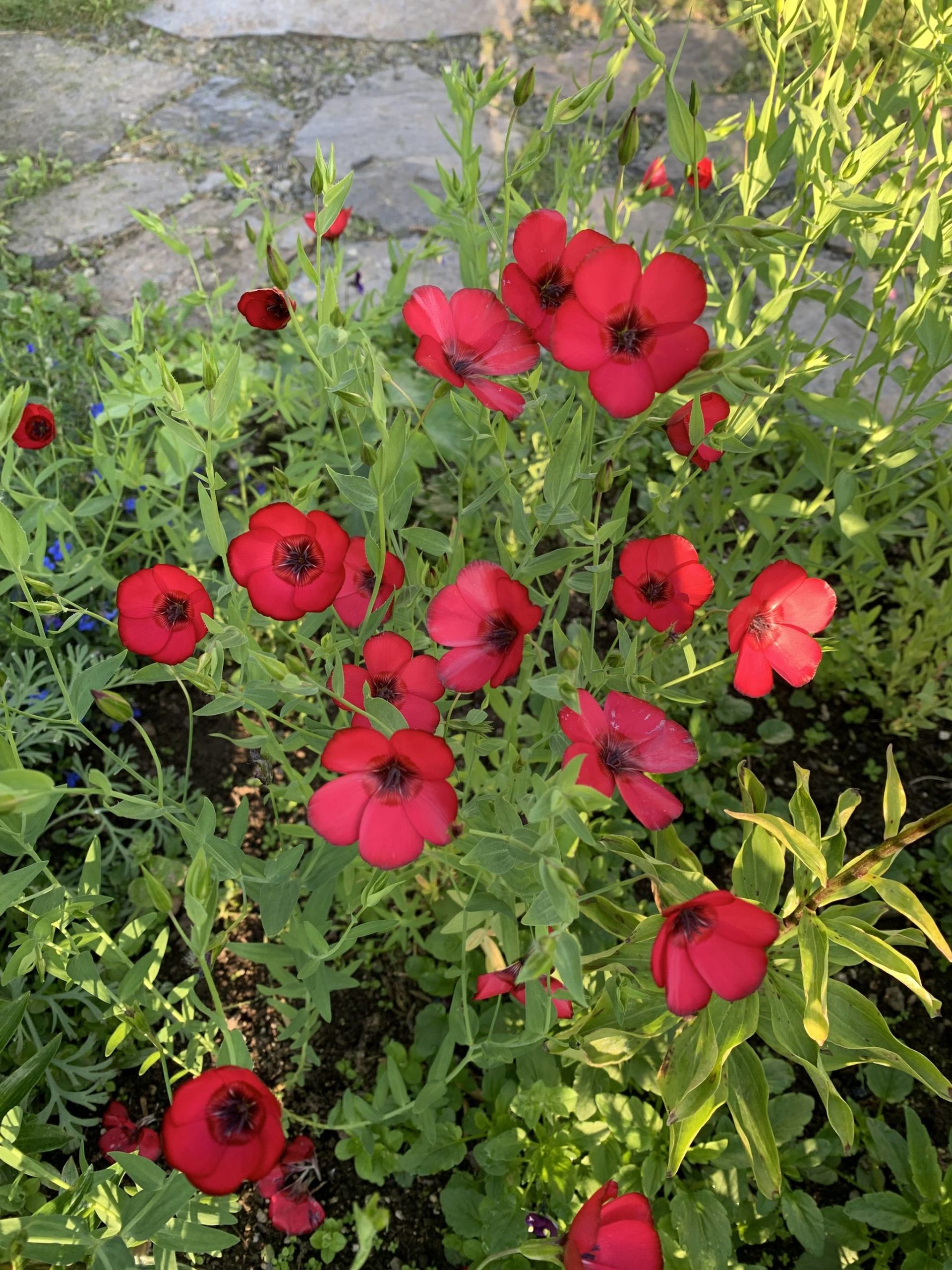 Linum rubrum is really just an annual red flax, but the bloom is satiny and edged with black and not to be resisted. (Photo by Rosemary Fitzpatrick)