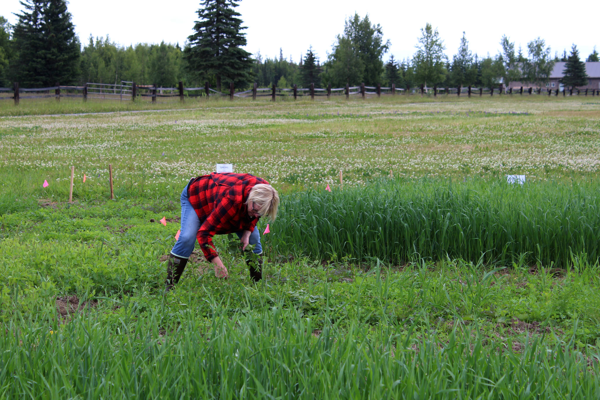 Kenai Soil Water Conservation District Manager Teri Diamond pulls weeds in a field near Sterling, Alaska on Friday, July 30, 2021. (Ashlyn O’Hara/Peninsula Clarion)