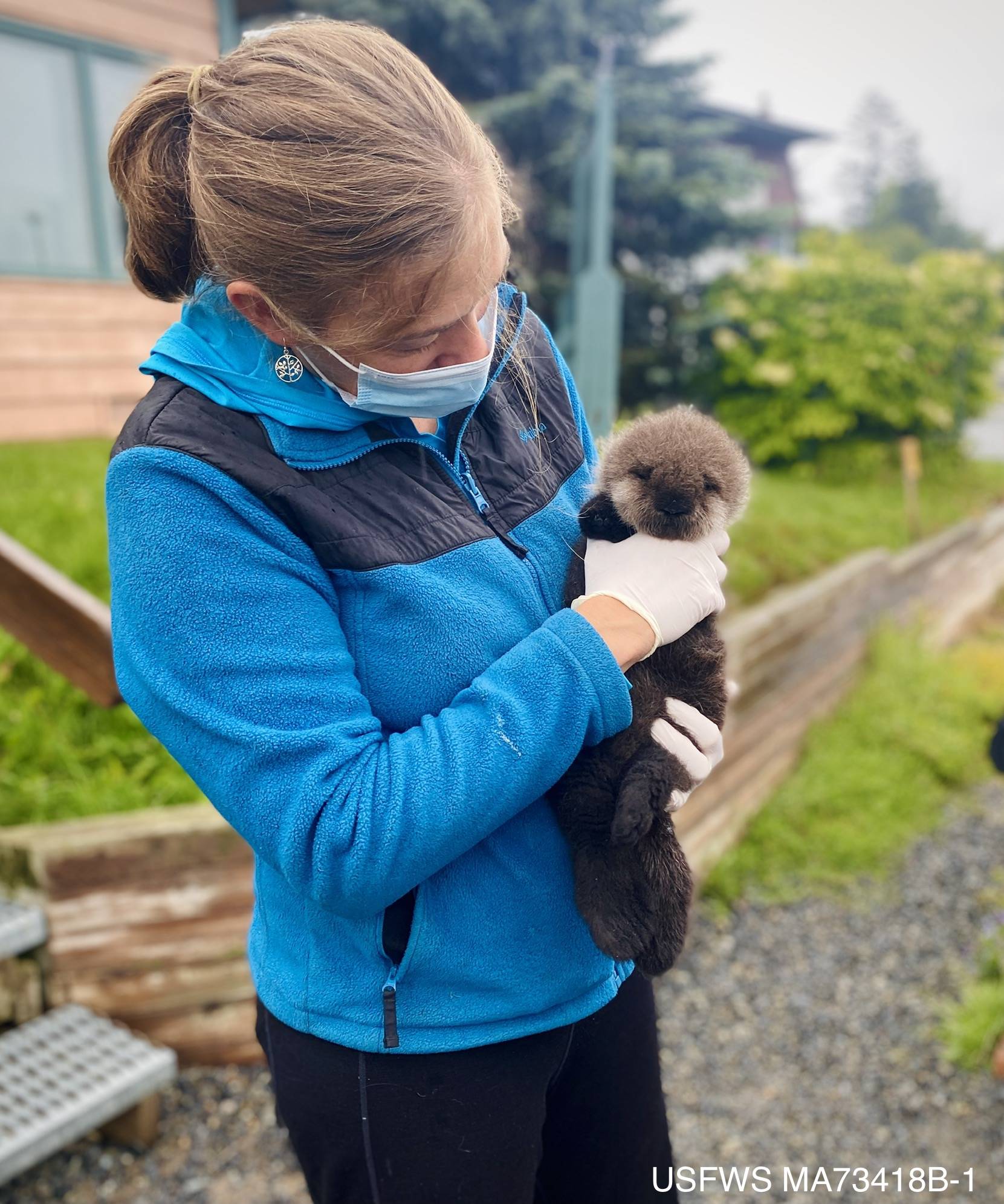 Chloe Rossman / Alaska SeaLife Center
The Homer Veterinary Clinic was called upon to administer fluids to a sea otter pup recently admitted to the Alaska SeaLife Center in Seward.