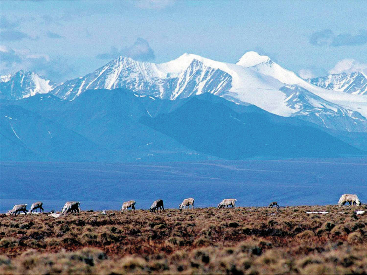 AP Photo/File
In this June 1, 2001 file photo, caribou graze in the Arctic National Wildlife Refuge in Alaska. U.S. District Judge Sharon Gleason, on Wednesday, Aug. 18, has thrown out the Trump administration’s approval for a massive oil project on Alaska’s North Slope, saying the federal review was flawed and didn’t include mitigation measures for polar bears.