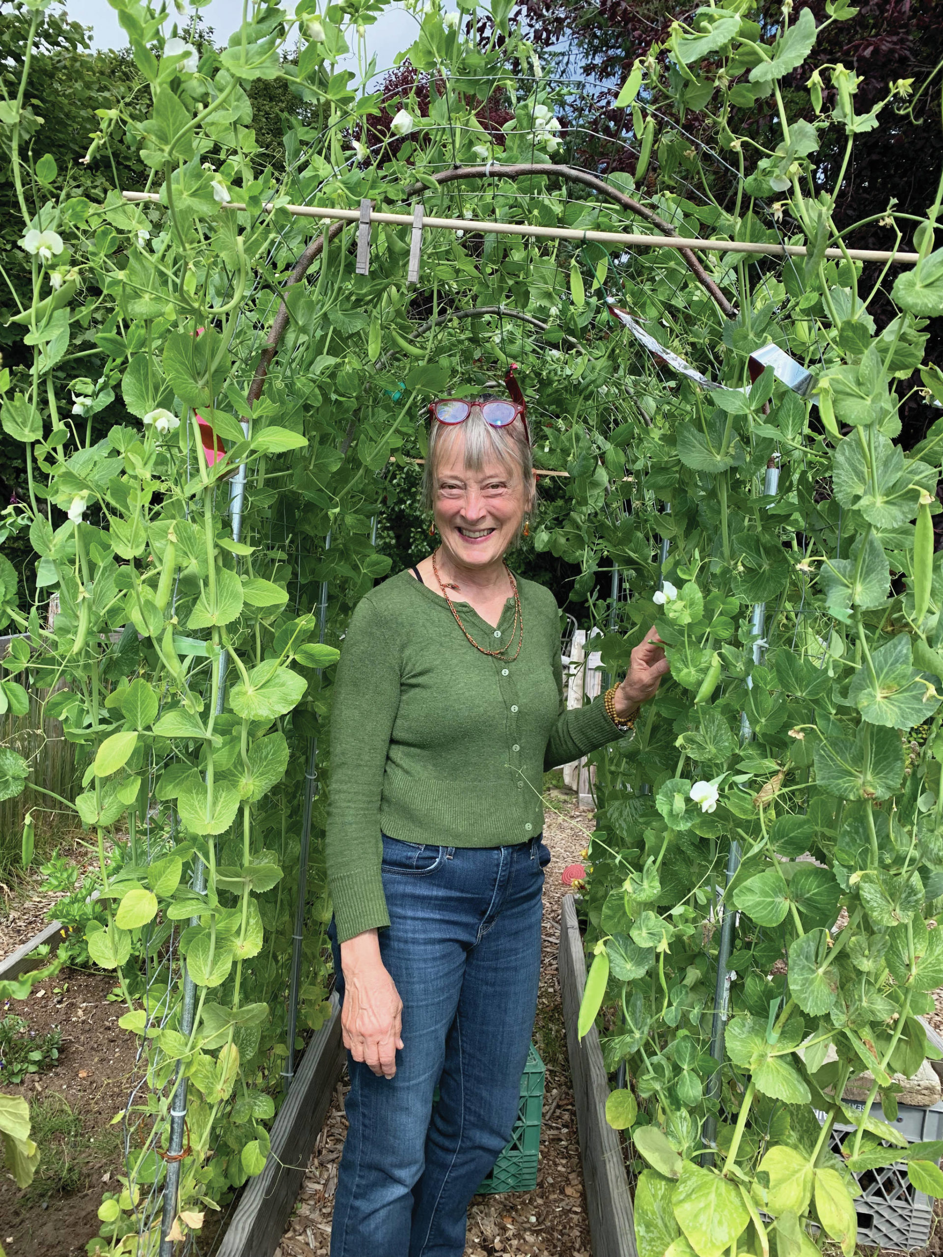Debi Poore stands under her very successful pea tunnel on Aug. 20, 2021, at her home in Homer, Alaska. (Photo by Rosemary Fitzpatrick)