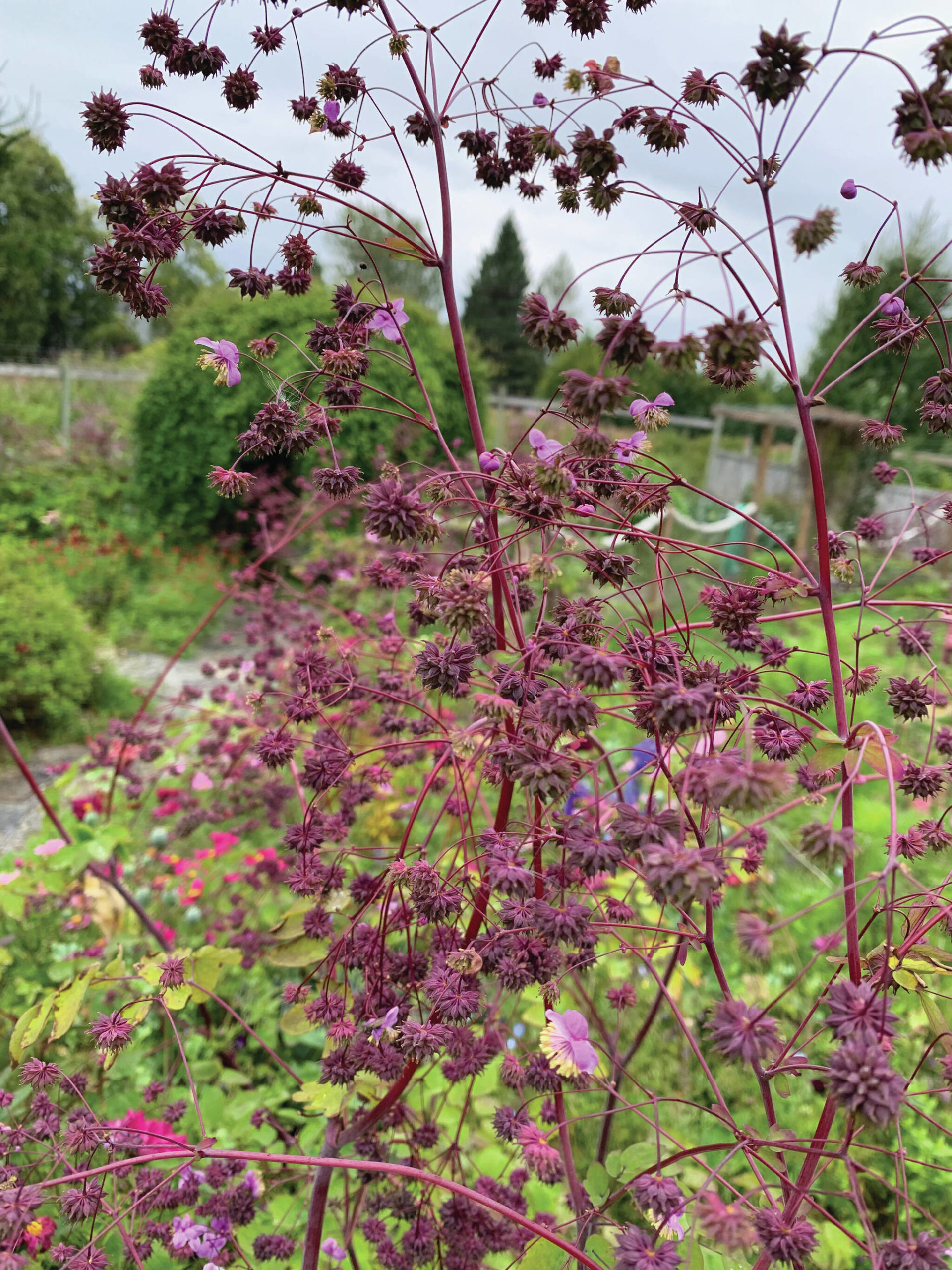 Thalictrum seed heads are just waiting to make way too many seedlings. (Photo by Rosemary Fitzpatrick)