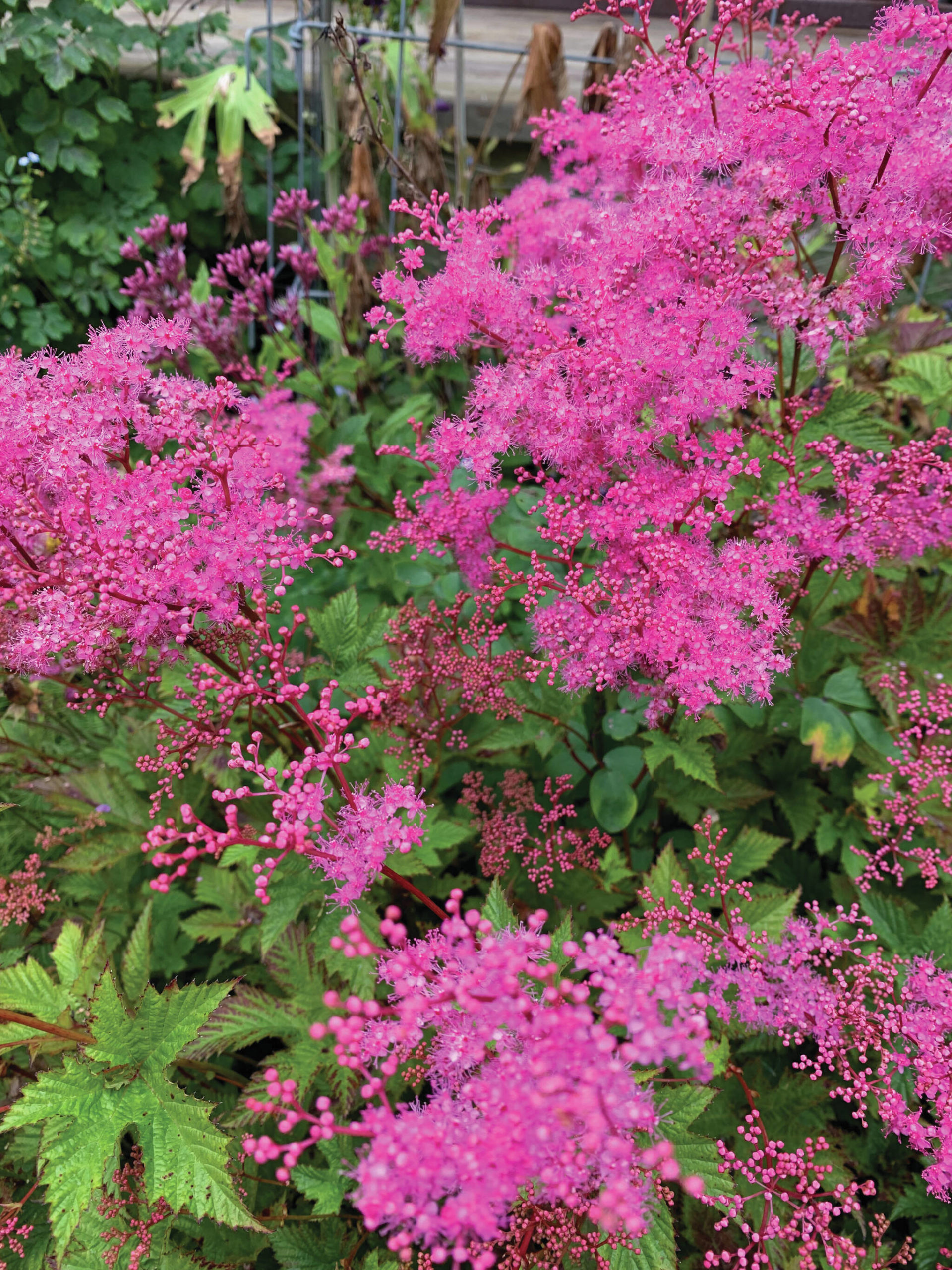 Filipendula kehome is just starting to offer fall color in the garden. (Photo by Rosemary Fitzpatrick)
