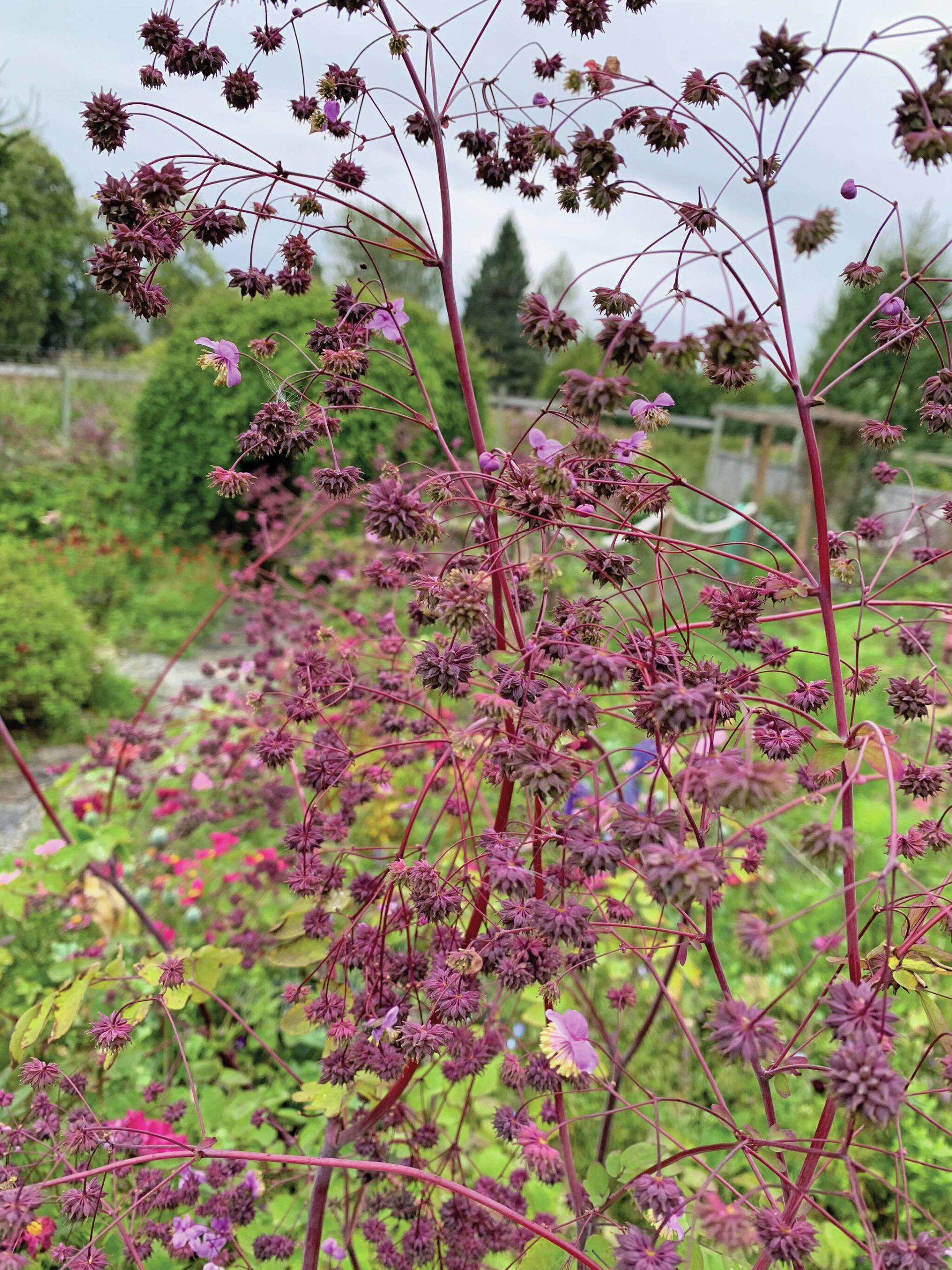 Thalictrum seed heads are just waiting to make way too many seedlings.