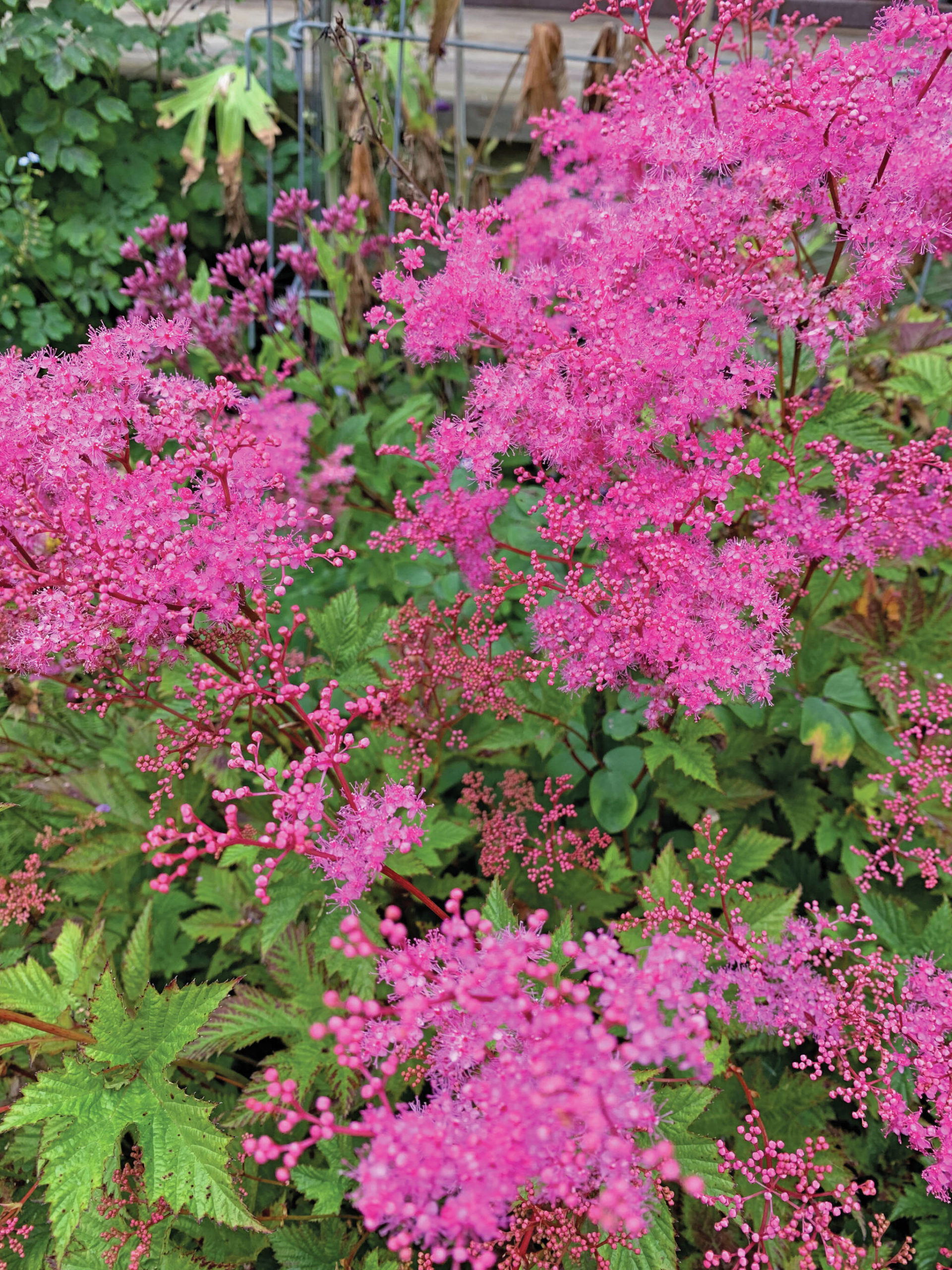 Filipendula kehome is just starting to offer fall color in the garden.