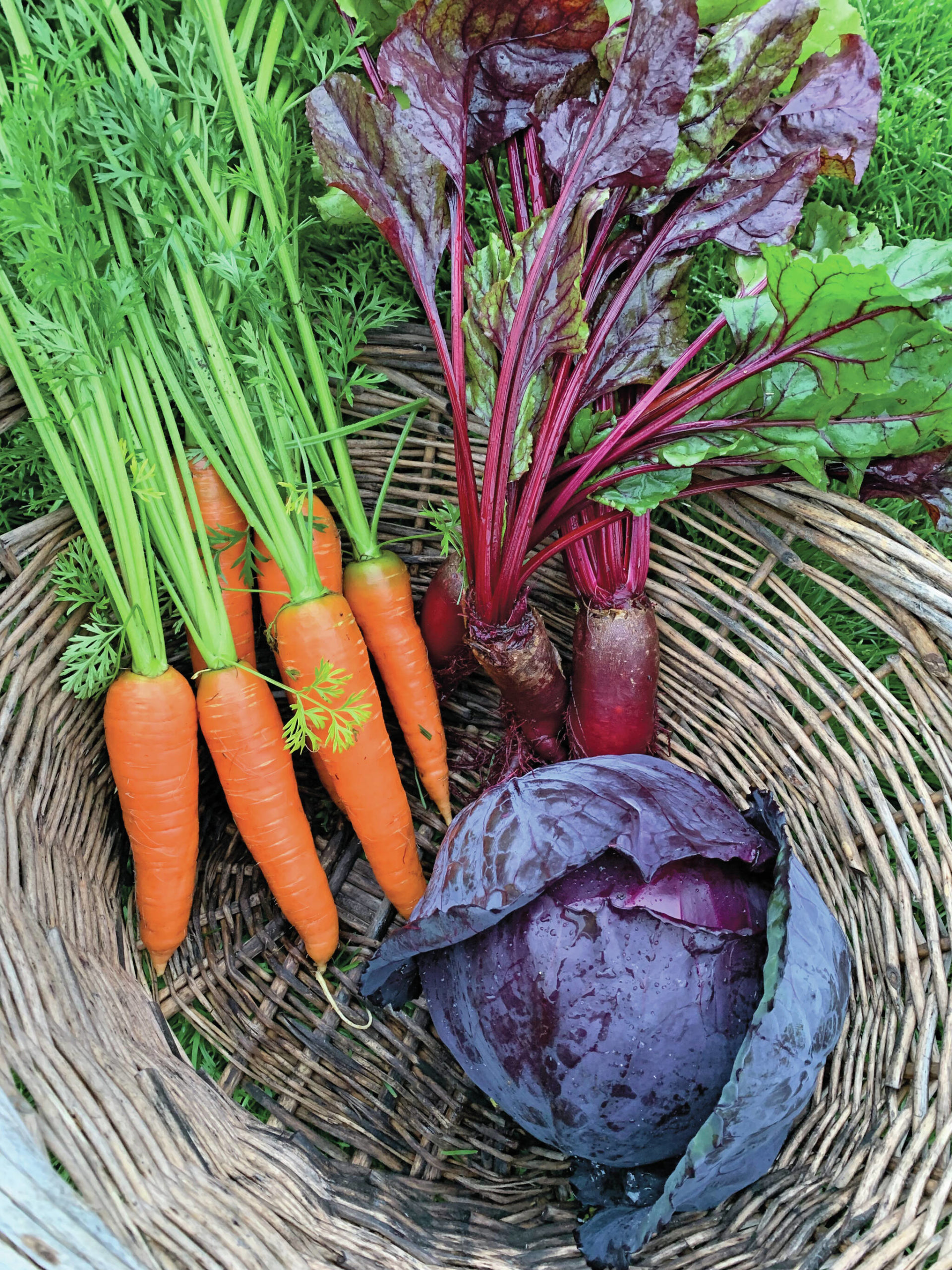 Photos by Rosemary Fitzpatrick 
Carrots, beets, red cabbage are on their way to the kitchen.