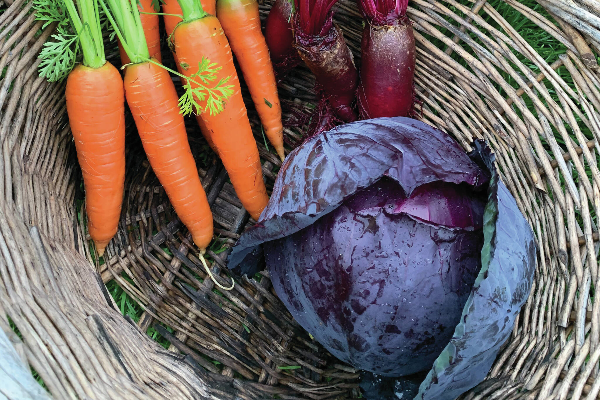 Carrots, beets, red cabbage are on their way to the kitchen. (Photo by Rosemary Fitzpatrick)