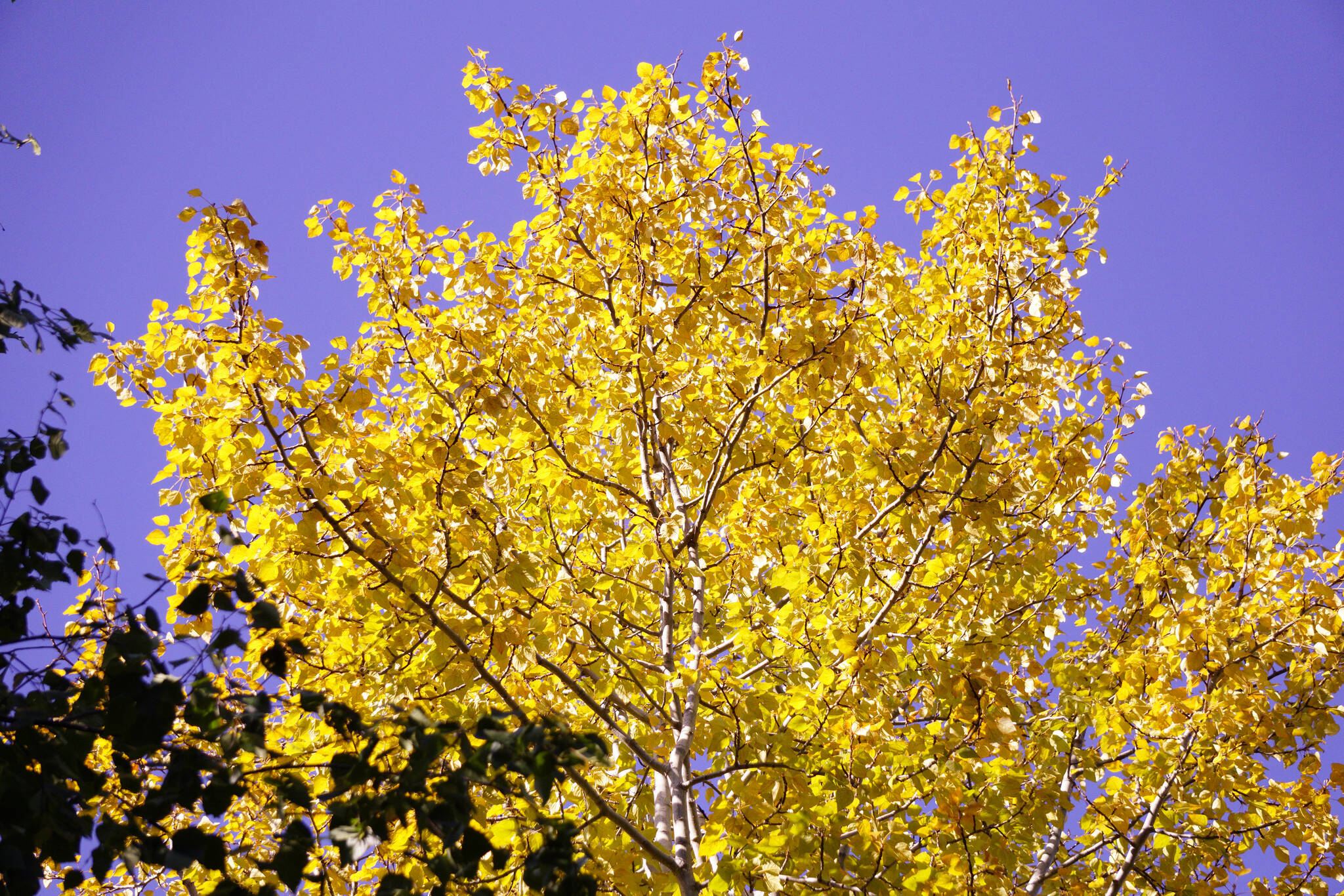 The afternoon sun makes birch leaves glow yellow on Saturday, Sept. 11, 2021, at the Hidden Lake Campground in the Kenai National Wildlife Refuge near Sterling, Alaska. (Photo by Michael Armstrong/Homer News)