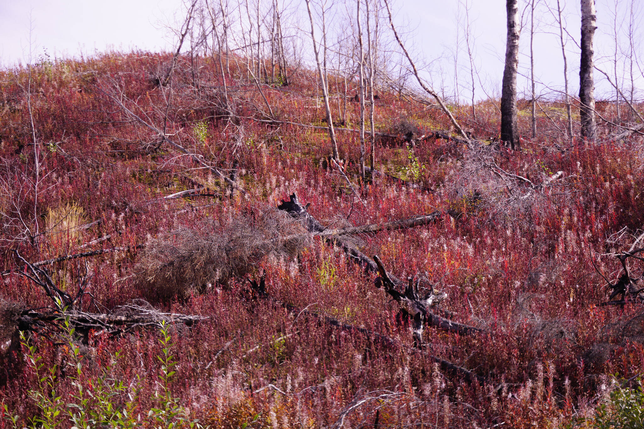 Fireweed past its bloom contrasts with a burned area along the Skilak Lake Road on Saturday, Sept. 11, 2021, near Sterling, Alaska. (Photo by Michael Armstrong/Homer News)
