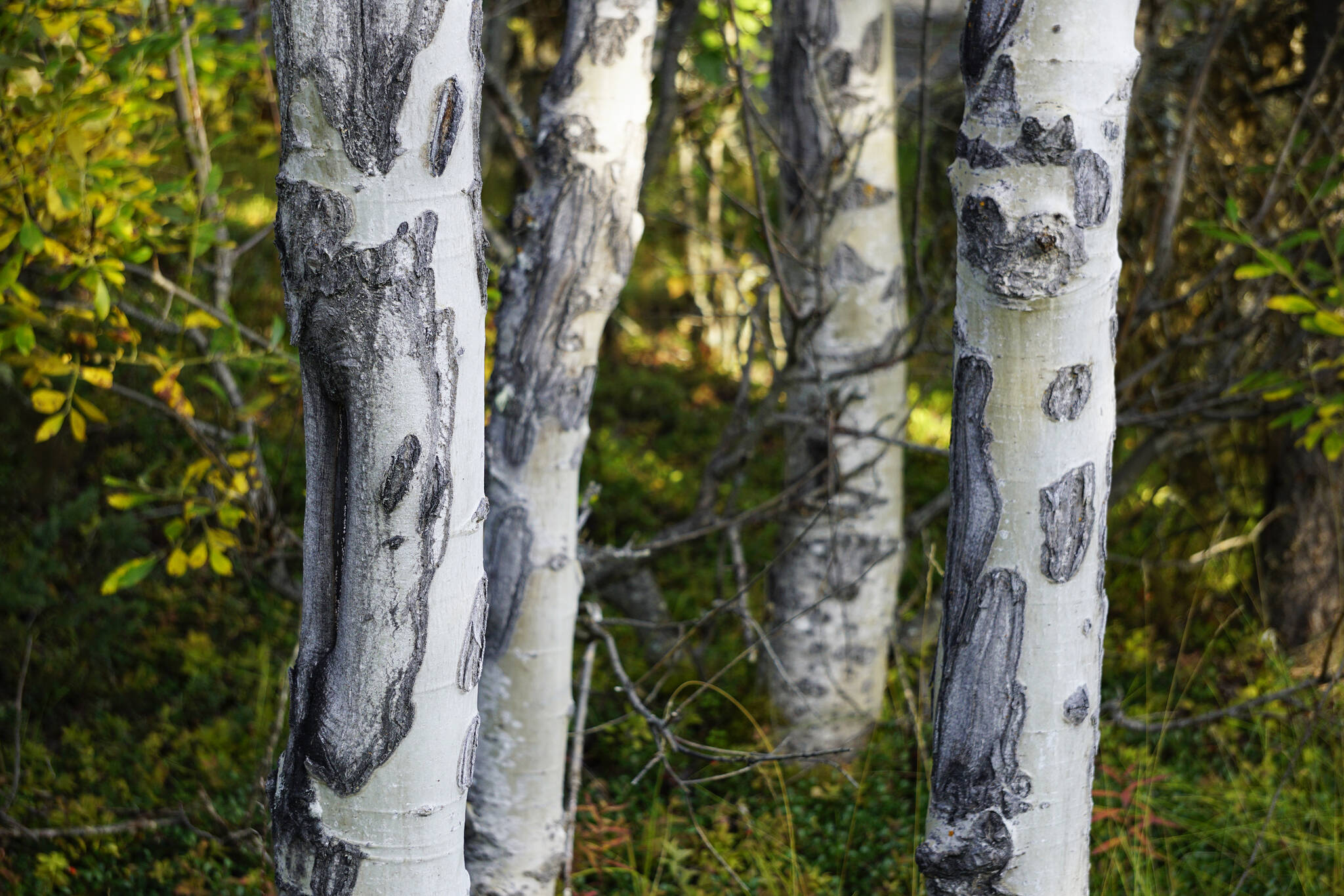 Scars on birch trees create abstract shapes on Saturday, Sept. 11, 2021, at the Hidden Lake Campground in the Kenai National Wildlife Refuge near Sterling, Alaska. (Photo by Michael Armstrong/Homer News)