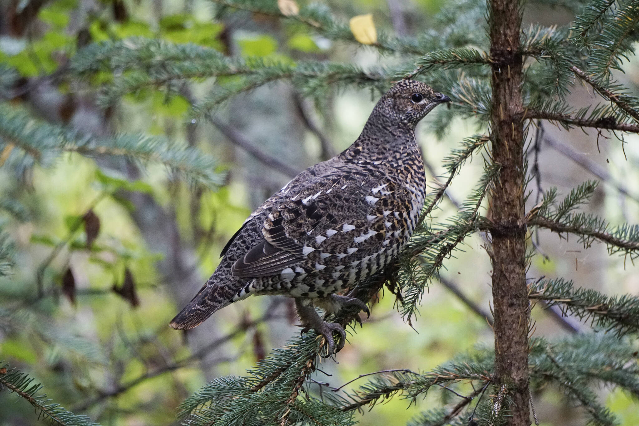 A spruce grouse sits in a tree on Friday, Sept. 10, 2021, at the Hidden Lake Campground in the Kenai National Wildlife Refuge near Sterling, Alaska. (Photo by Michael Armstrong/Homer News)