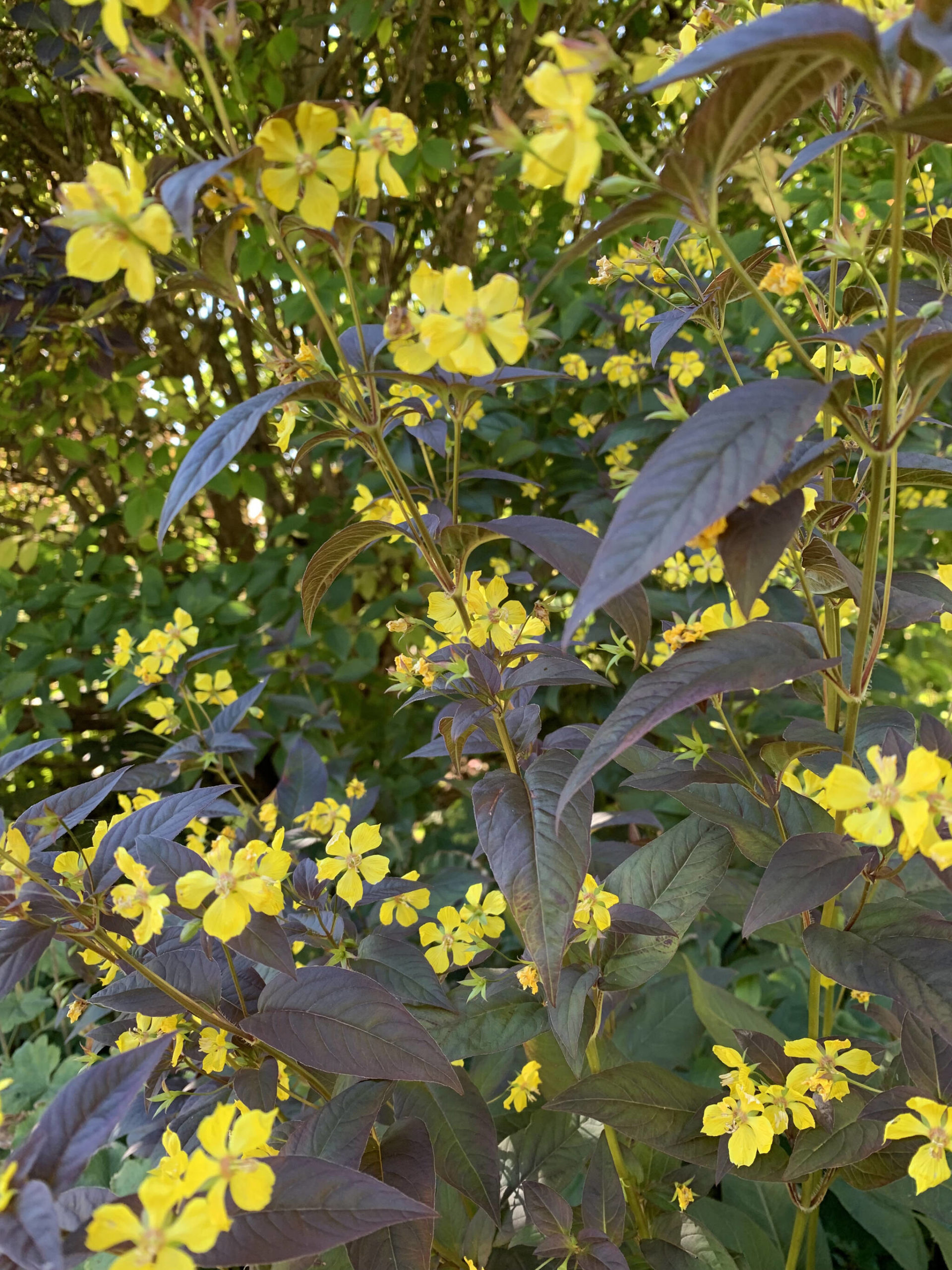 Lysimachia purpurea’s yellow blooms glimmer in the fall light. (Photo by Rosemary Fitzpatrick)