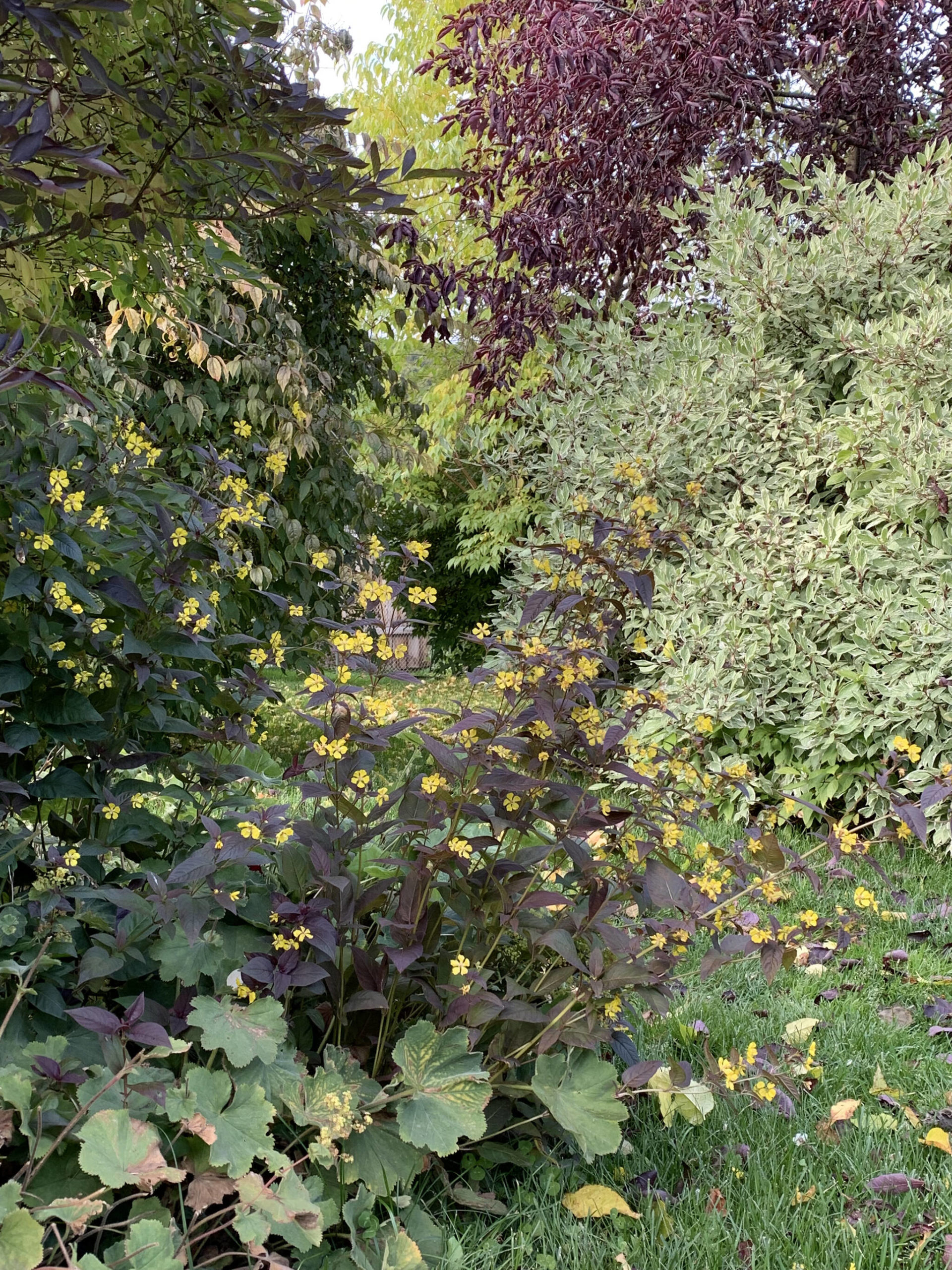 Lysimachia purpurea’s yellow blooms glimmer in the fall light. (Photo by Rosemary Fitzpatrick)