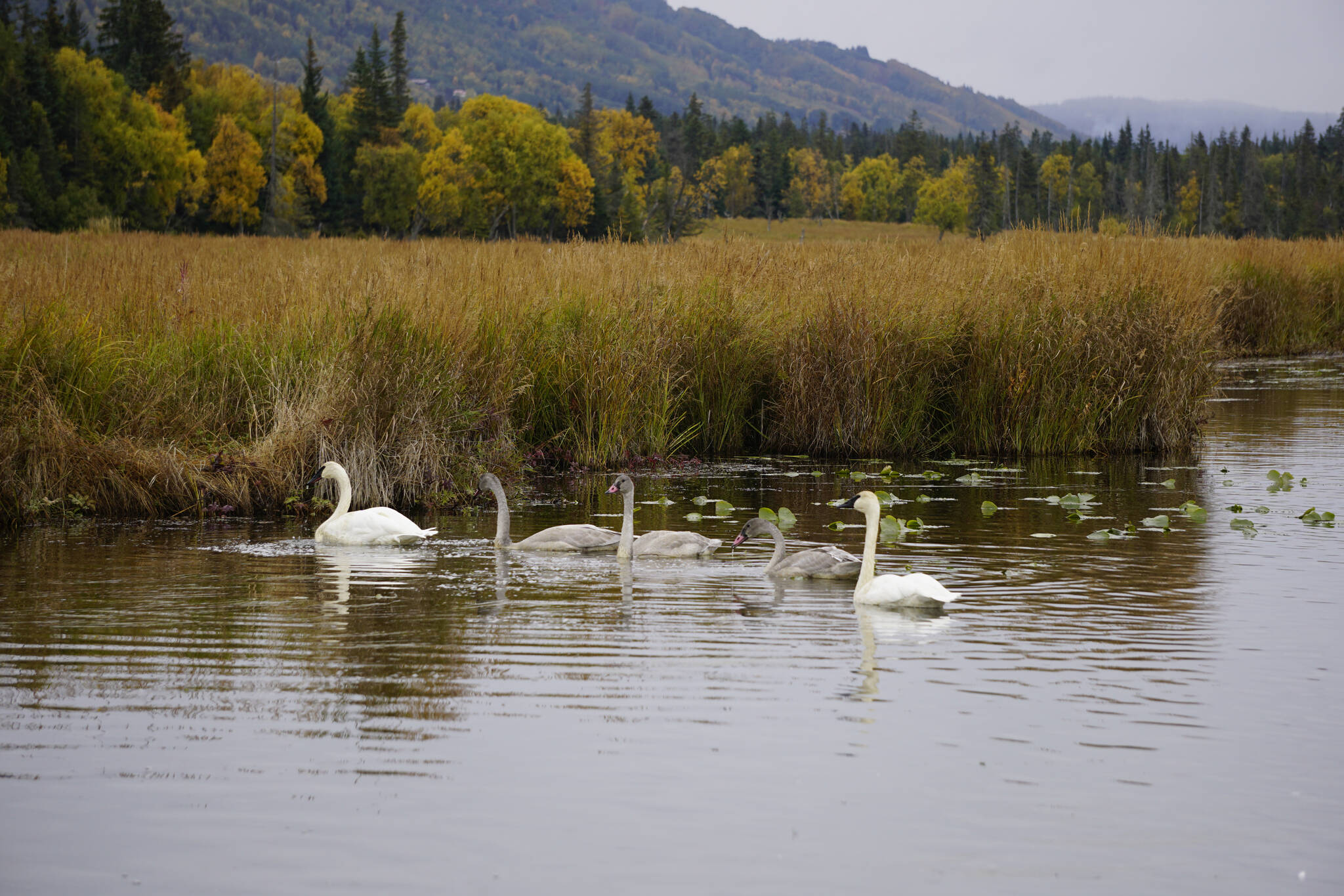 A family of trumpeteer swans feeds in Beluga Lake on Friday, Sept. 24, 2021, in Homer, Alaska. The gray swans, called cygnets, were born and raised this summer. (Photo by Michael Armstrong/Homer News)
