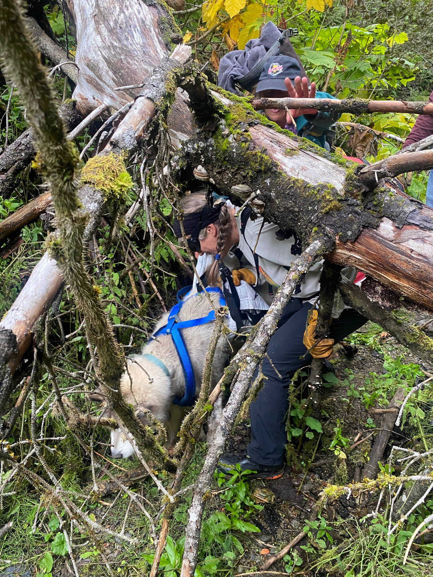 Kathy Sarns leads Thunder under a fallen tree while bringing him home after he went missing seven days earlier. ((Photos by Donna Faulkner, Elise Nacht Boyer and Janet Fink)