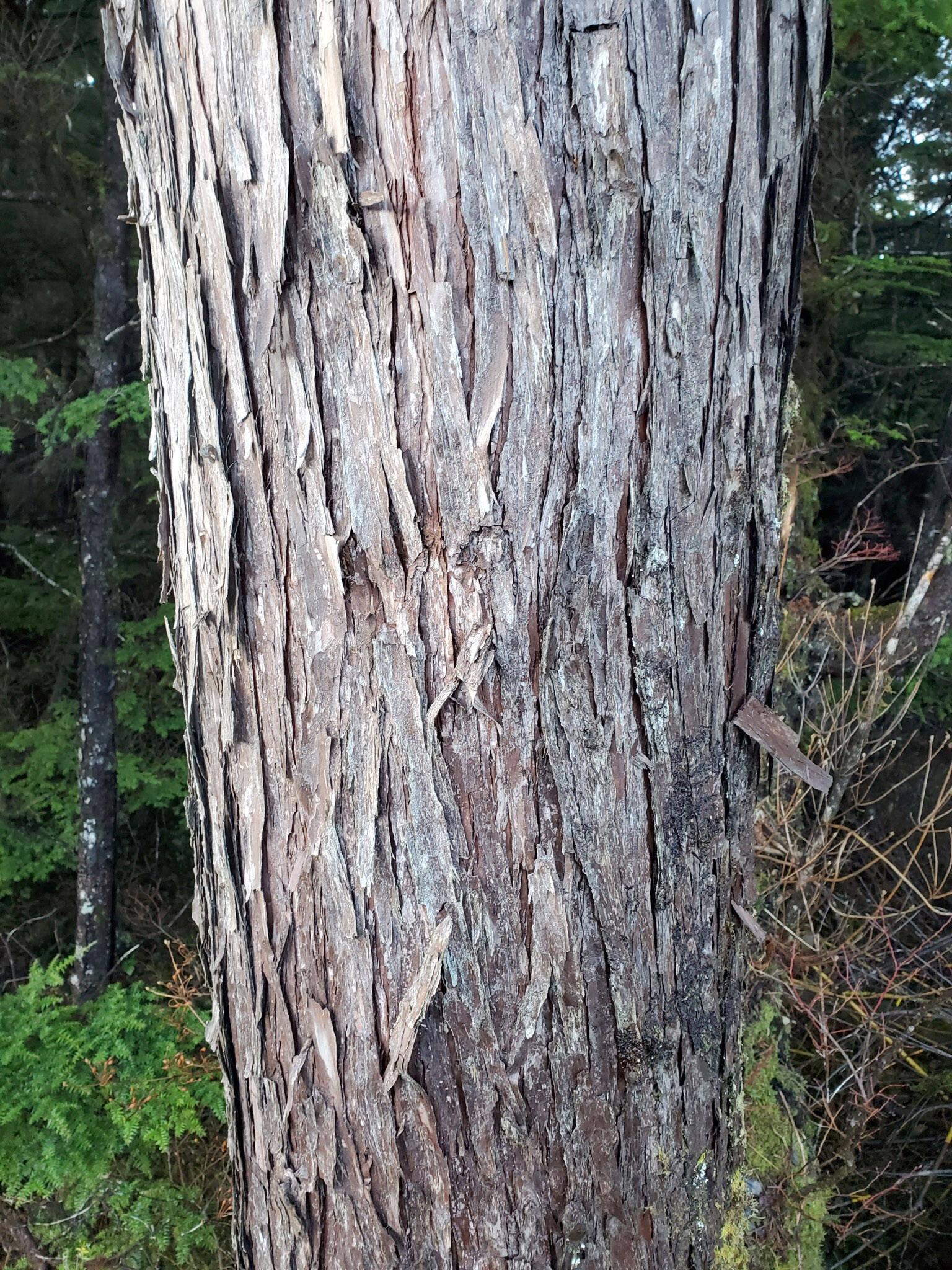 The bark of a larger diameter yellow cedar near Sitka. (Photo by M. Goff http://www.sitkanature.org/)