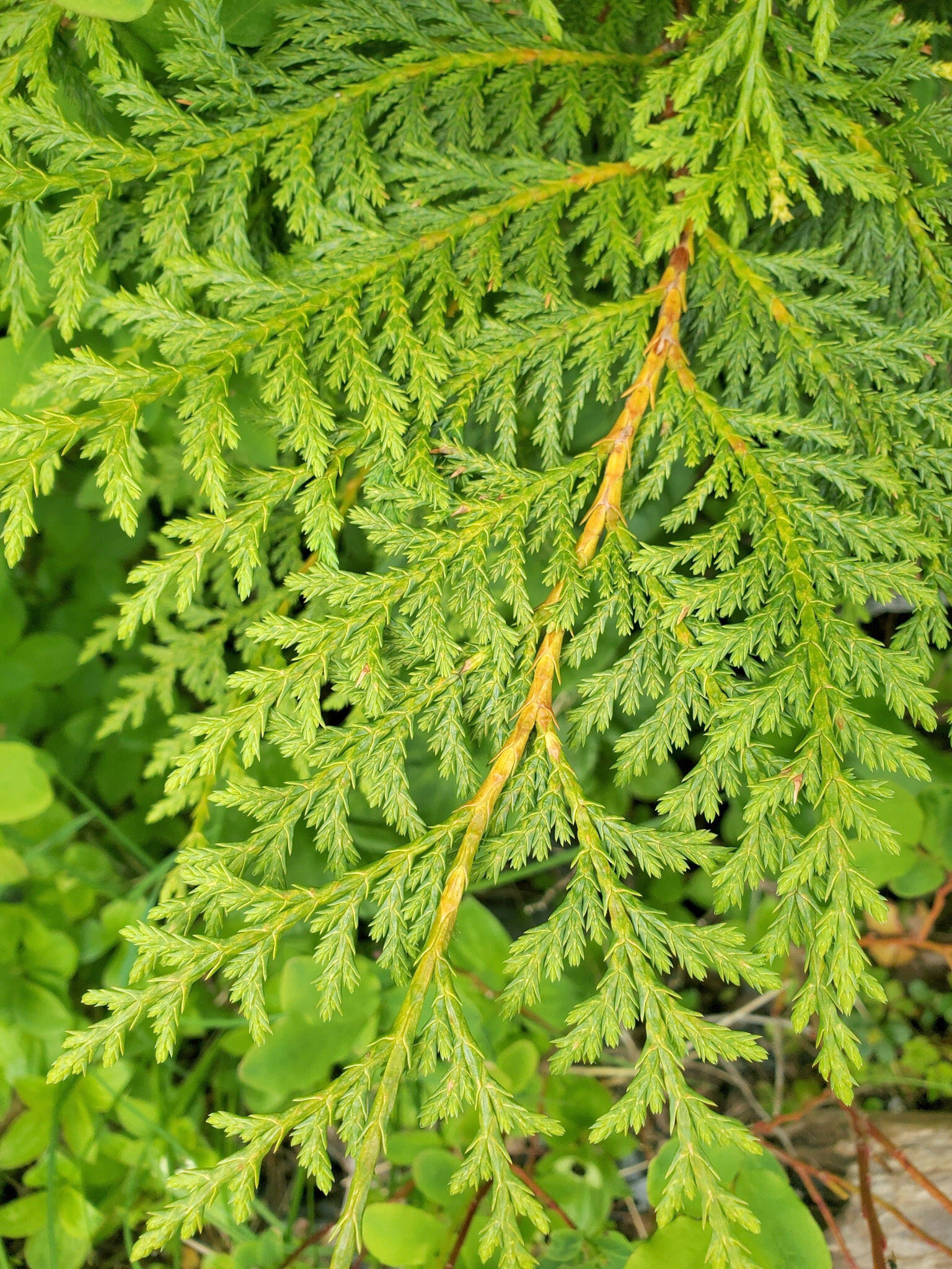 Scaly, pale green leaves of a yellow cedar near Sitka, Alaska. (Photo by M. Goff http://www.sitkanature.org/)