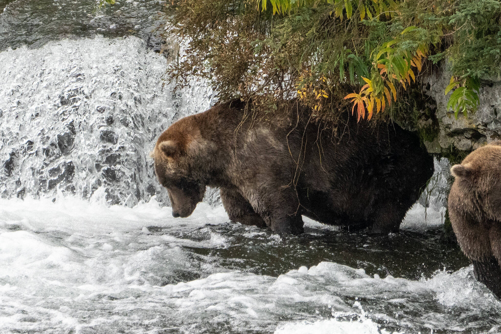 Otis, the four-time Fat Bear Week champion, fishes at Katmai National Park on Sept. 16, 2021. (Photo courtesy of Lian Law, National Parks Service)