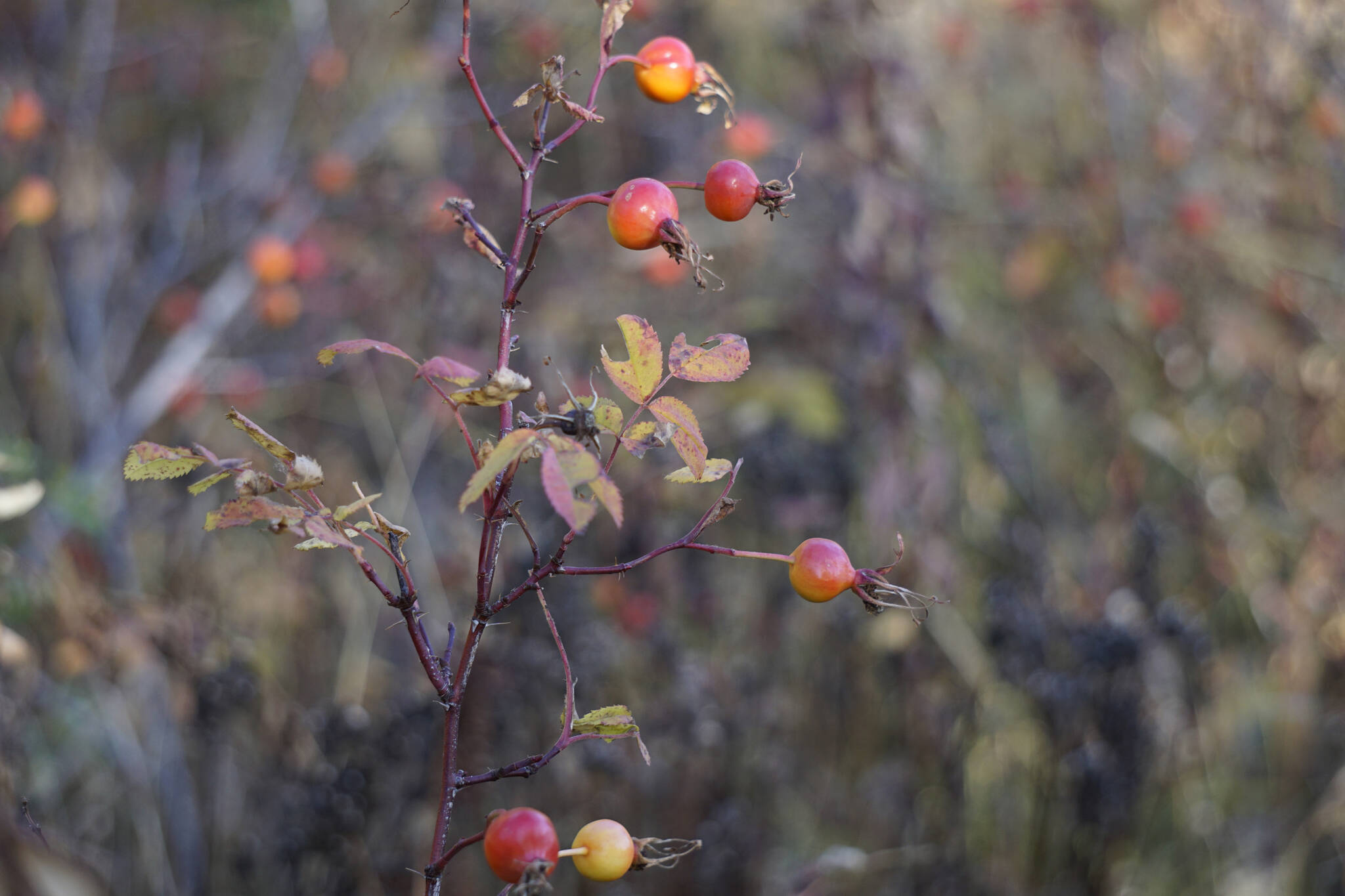 Rose hips are just coming to fruit as seen from a trail in the Cottonwood-Eastland Unit of Kachemak Bay State Park off East End Road on Sunday, Oct. 3, 2021, near Homer, Alaska. (Photo by Michael Armstrong)