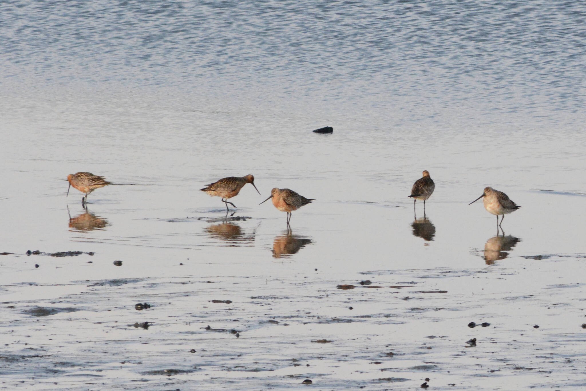 Bar-tailed godwits feed on Saturday, May 1, 2021, at Mud Bay near the Homer Spit in Homer, Alaska. The birds were one of several species of shorebirds seen in Mud Bay over the weekend that included western sandpipers, dunlins, long-billed dowitchers and Pacific plovers. (Photo by Michael Armstrong/Homer News)