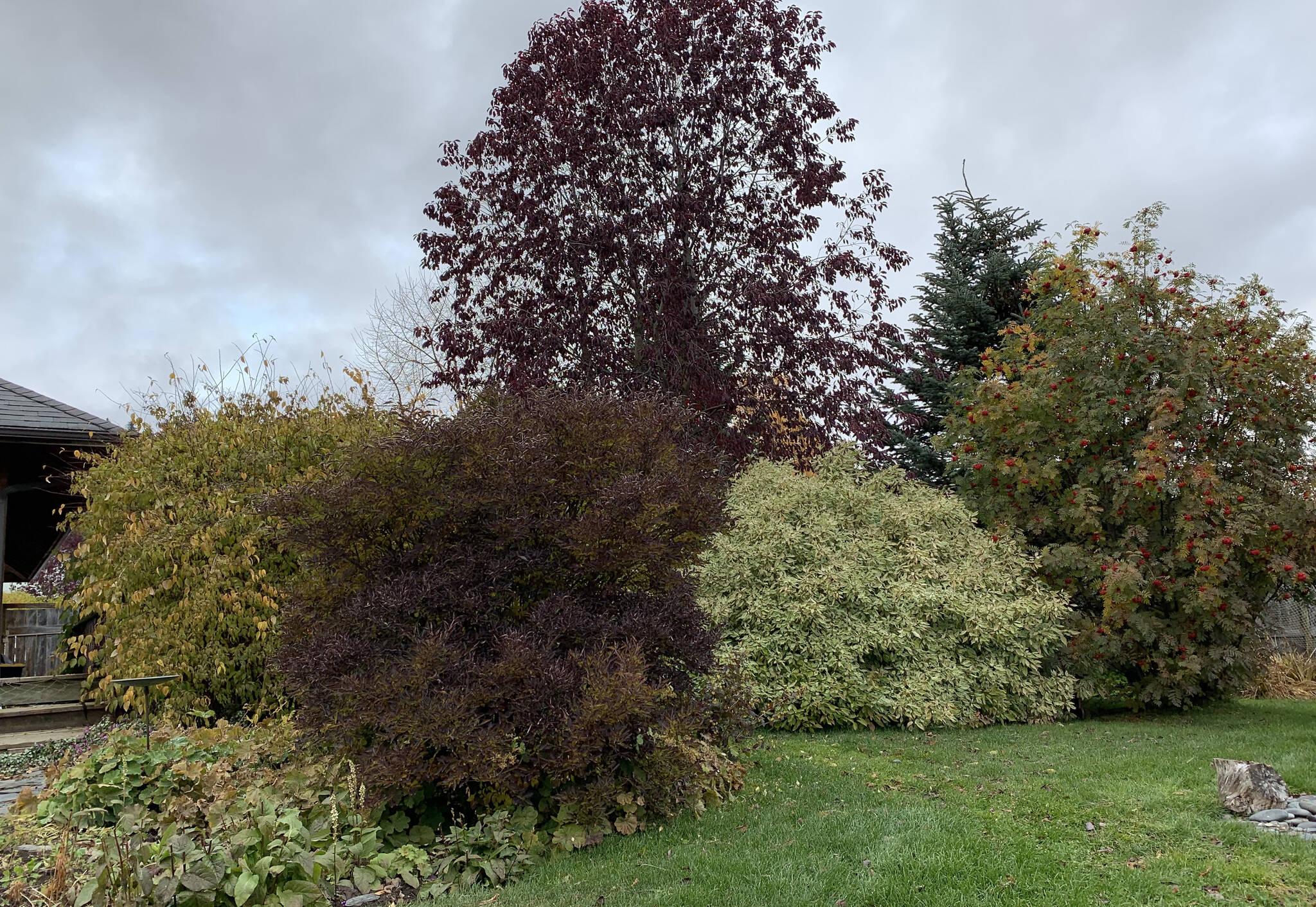 Mock orange, Shubert’s Red, mountain ash, red twigged dogwood and Miss Kim lilac, all successfully blend their fall colors. (Photo by Rosemary Fitzpatrick)
