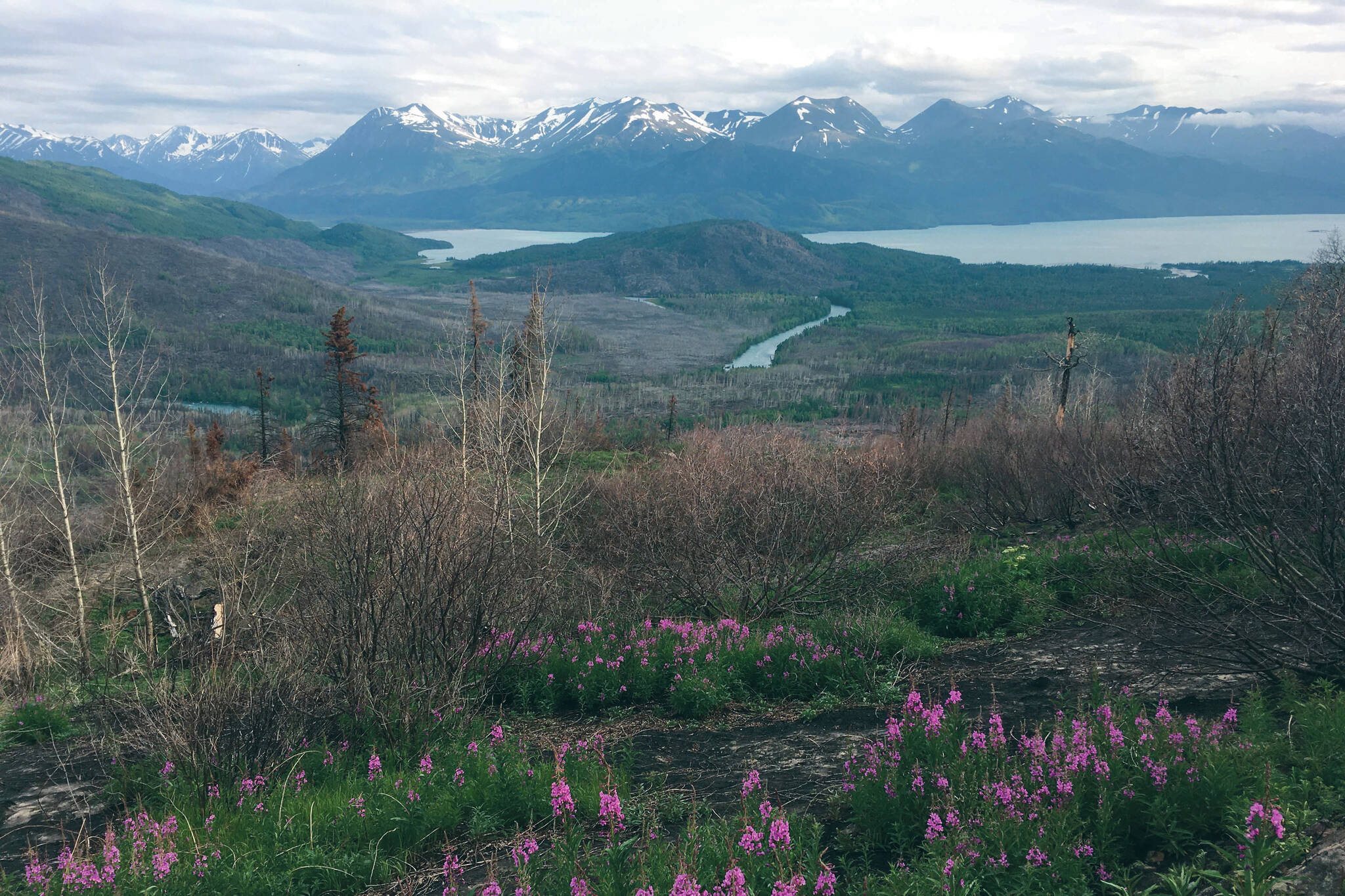 Jeff Helminiak / Peninsula Clarion
The Kenai River curls to Skilak Lake, as seen from the Hideout Trail on July 5, 2020.