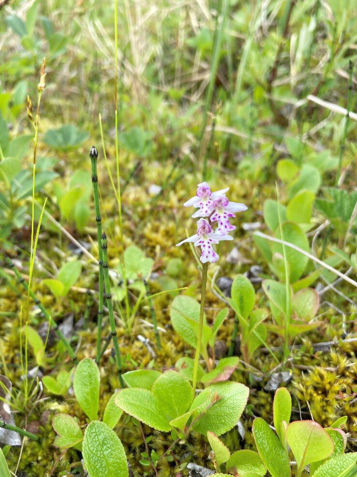 A flowering roundleaf orchid (Galearis rotundifolia). A splash of bright color on a green ground cover. (Photo by Samuel Artaiz/USFWS)