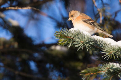 A brambling perches on a snow-covered branch during the annual Homer Christmas Bird Count. (Photo by Martin Renner)