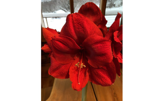 Molly Stonorov’s amaryllis adds its enthusiasm to our lengthening January days.