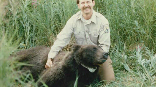 Ed Bangs in 1984 with the first female brown bear radio-collared on the Kenai. (Photo courtesy USFWS)
